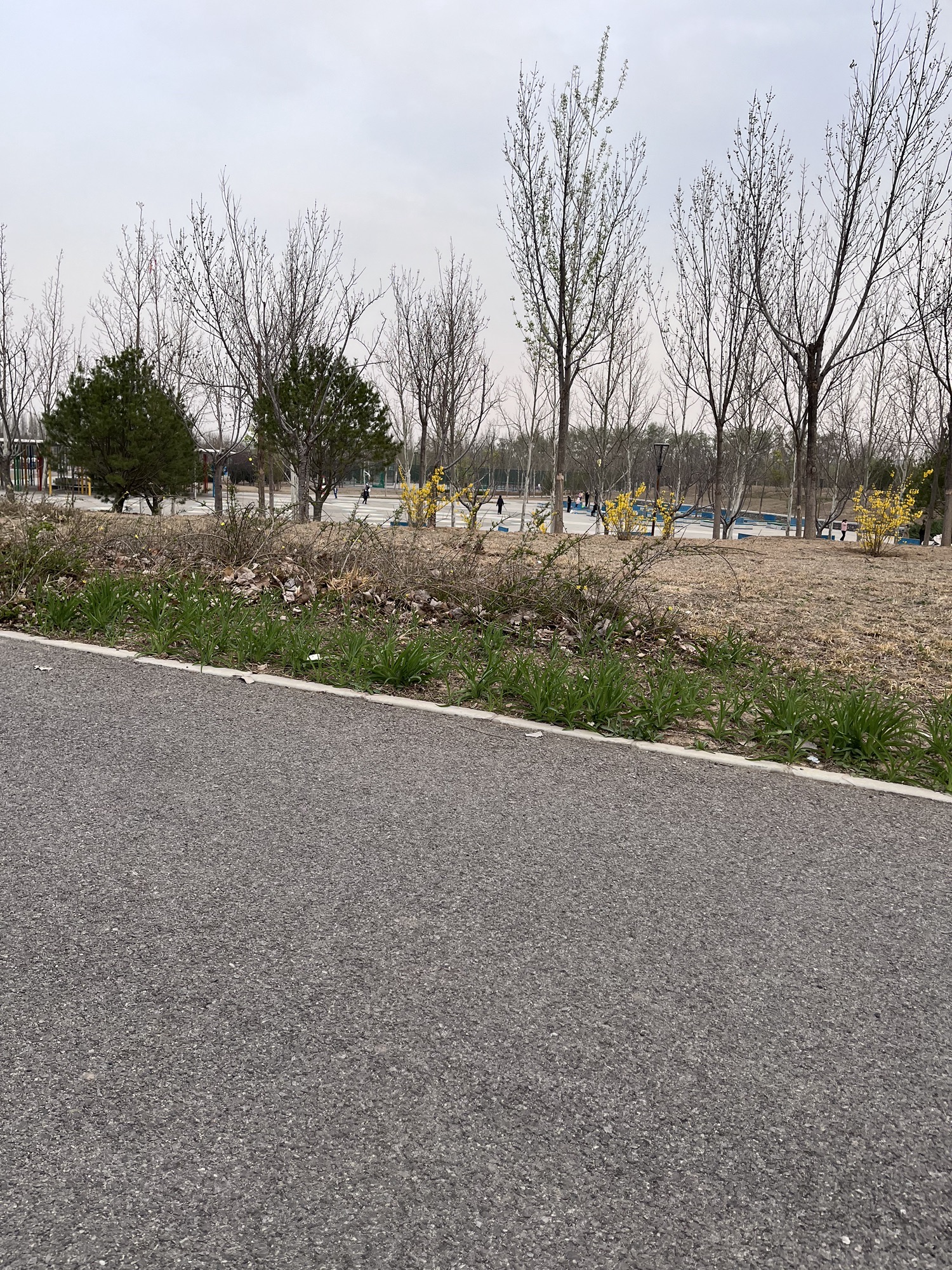 黑桥公园旅行图片 1
