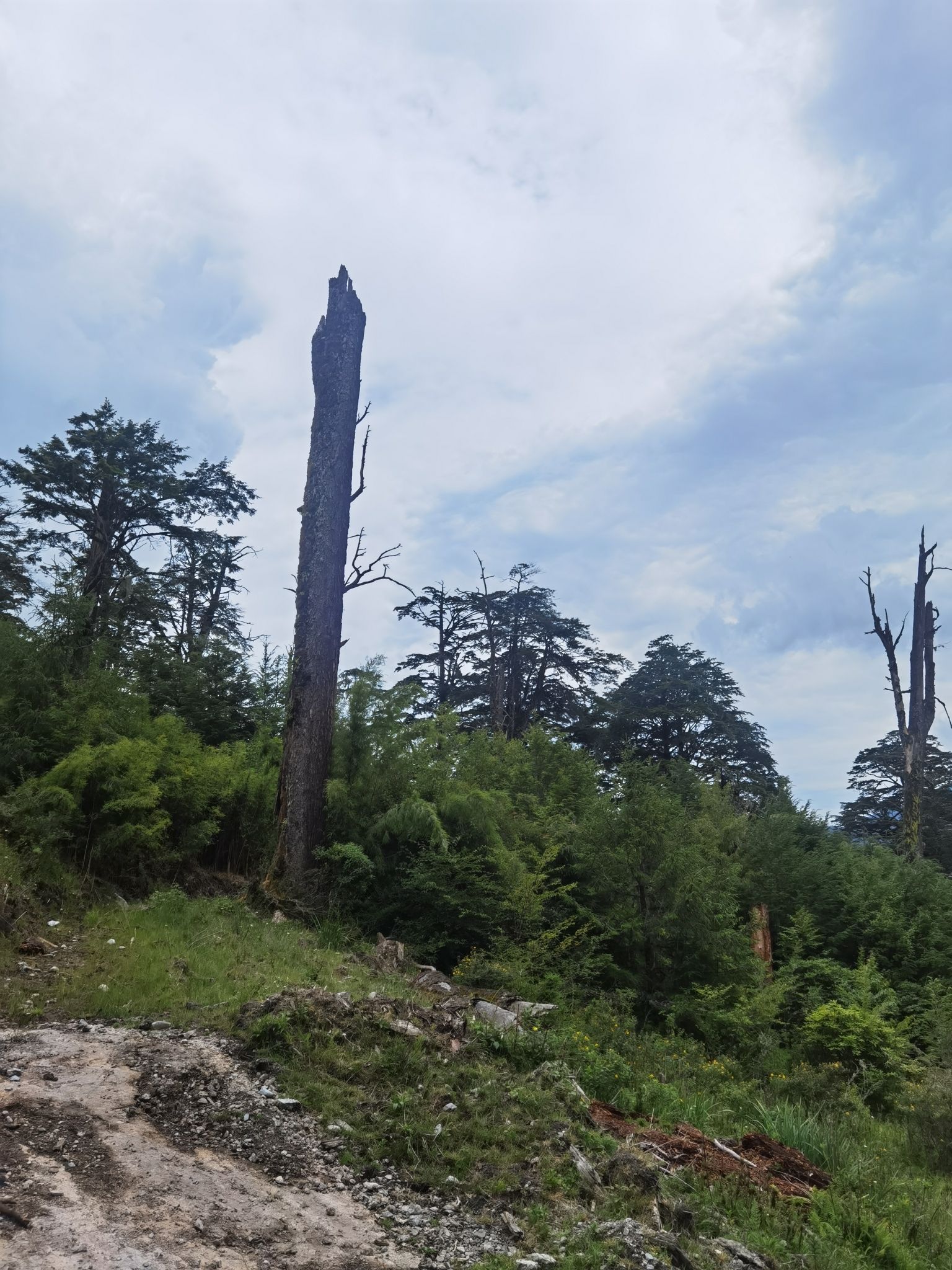 冶勒牧羊谷-影视基地旅行图片 2