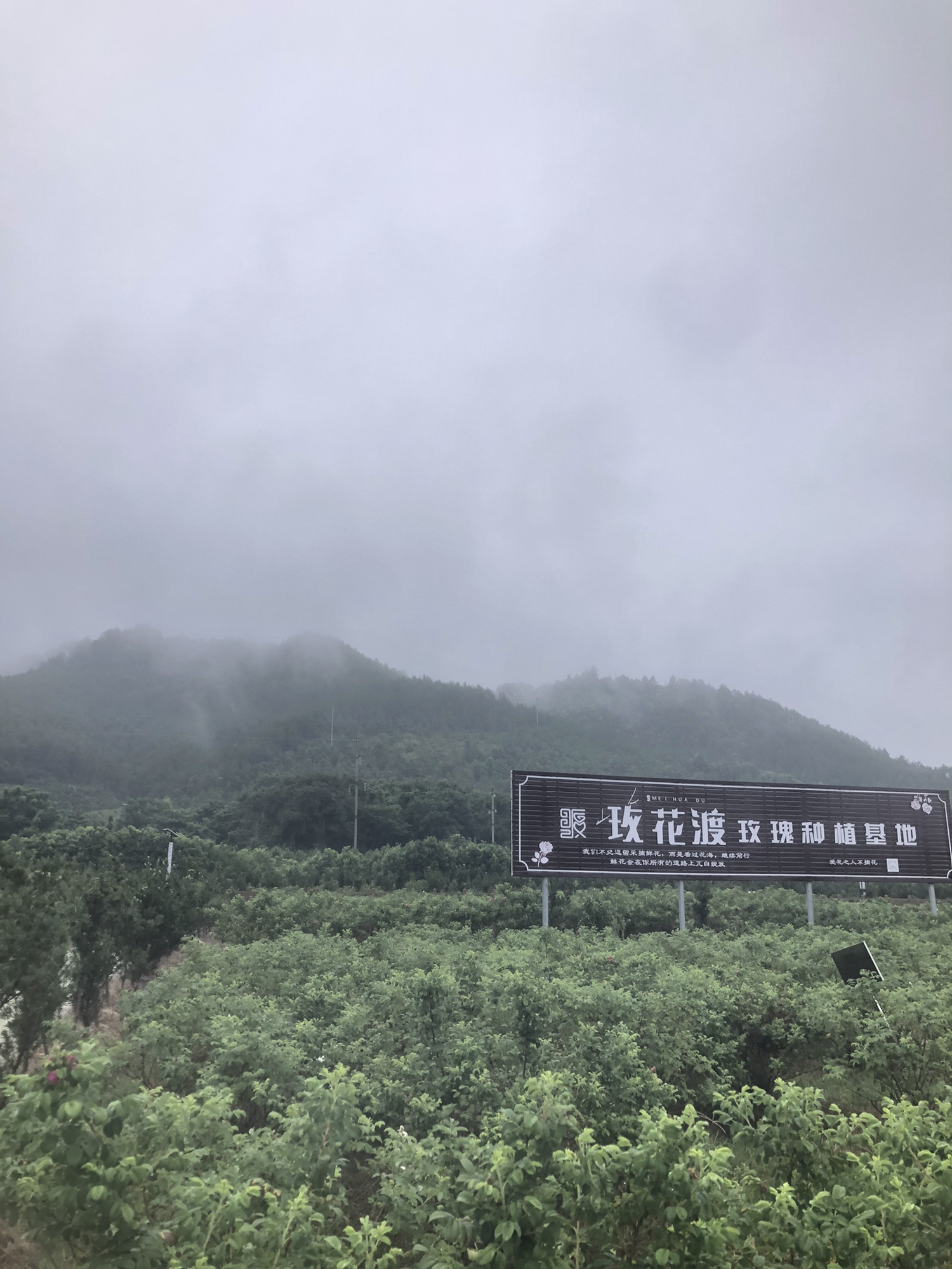 玫花渡旅行图片 3