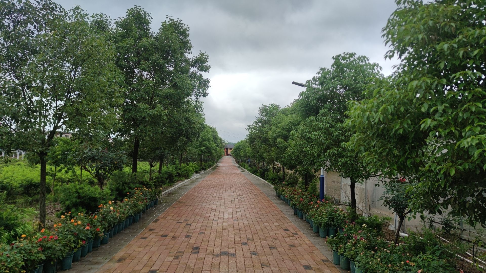 玫花渡旅行图片 2