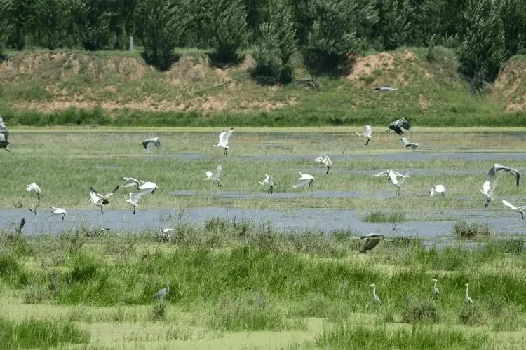 山西沁河源国家湿地公园旅行图片 2