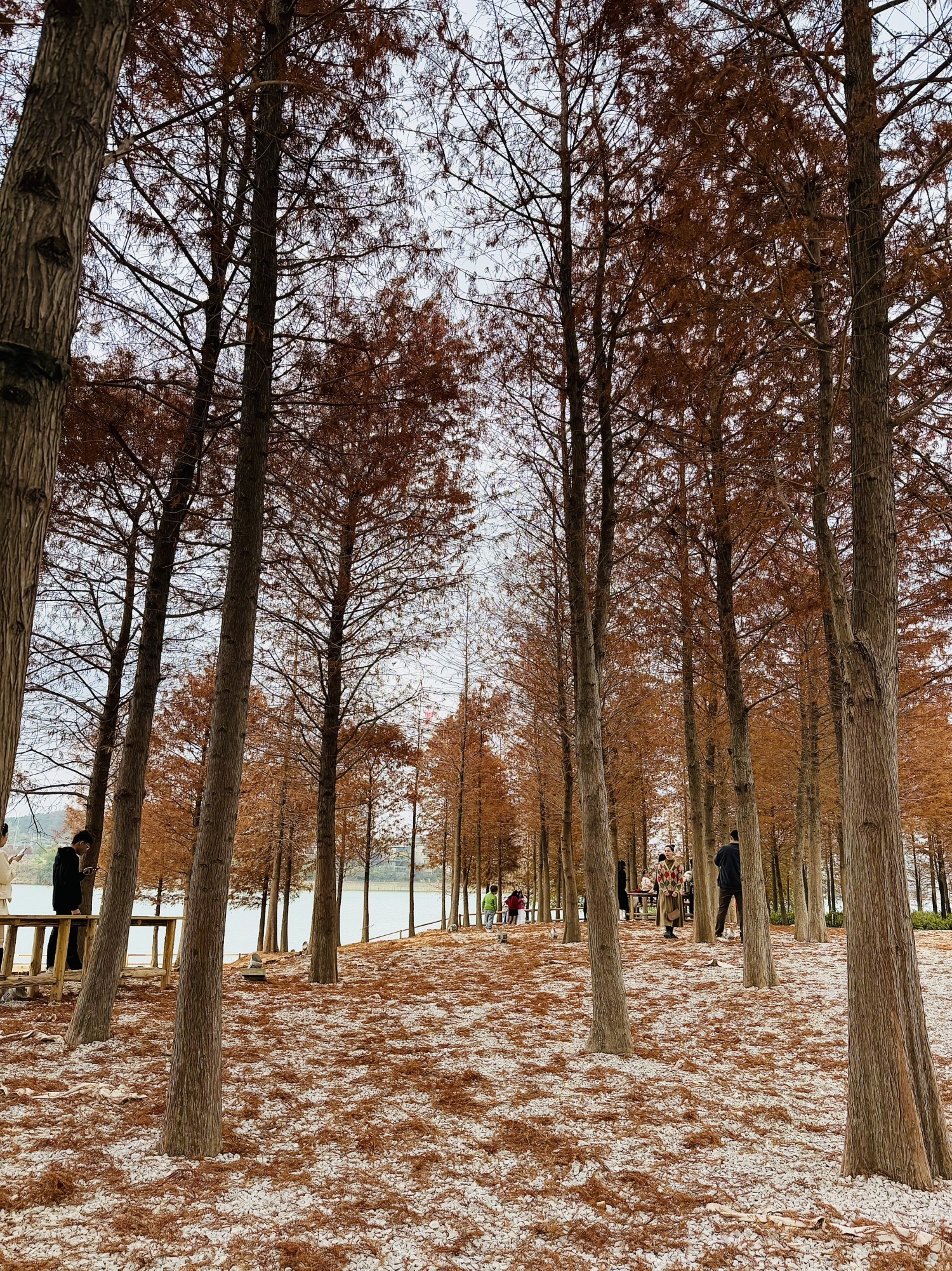 南宁市灵龟山景区旅行图片 3