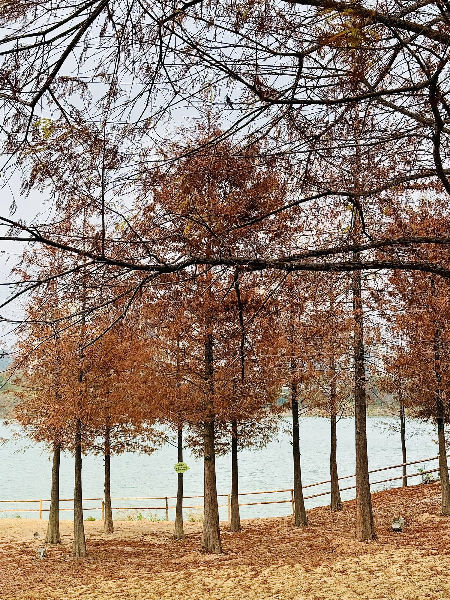南宁市灵龟山景区旅行图片 2