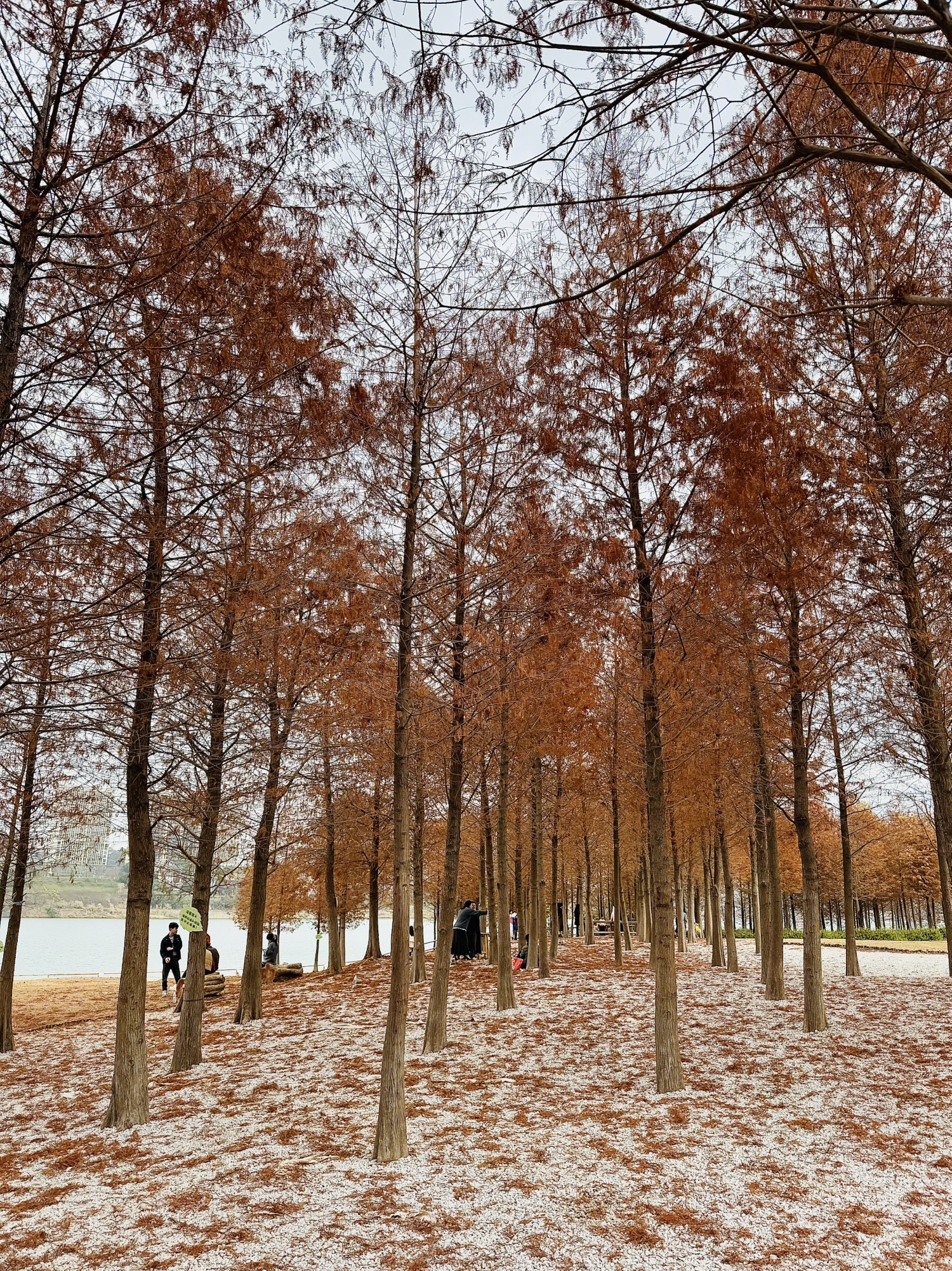南宁市灵龟山景区旅行图片 1