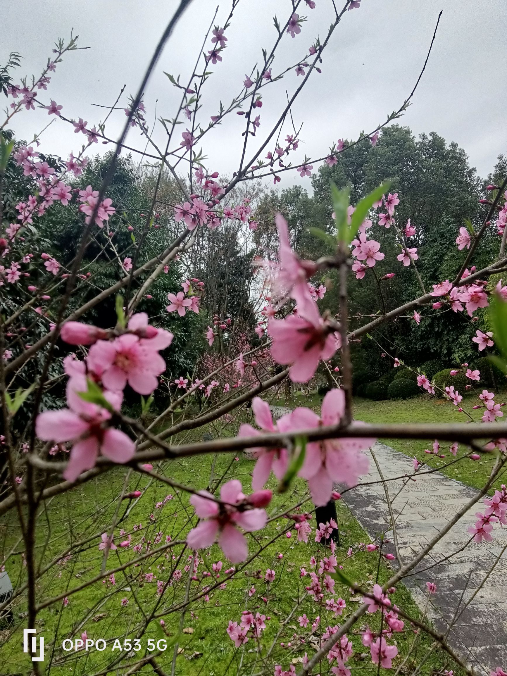 中心公园旅行图片 2