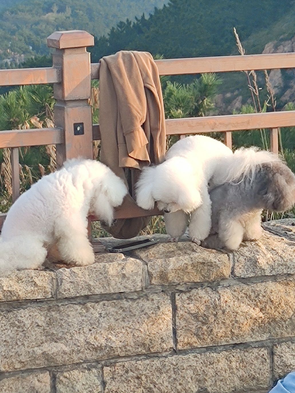 老虎山公园旅行图片 3
