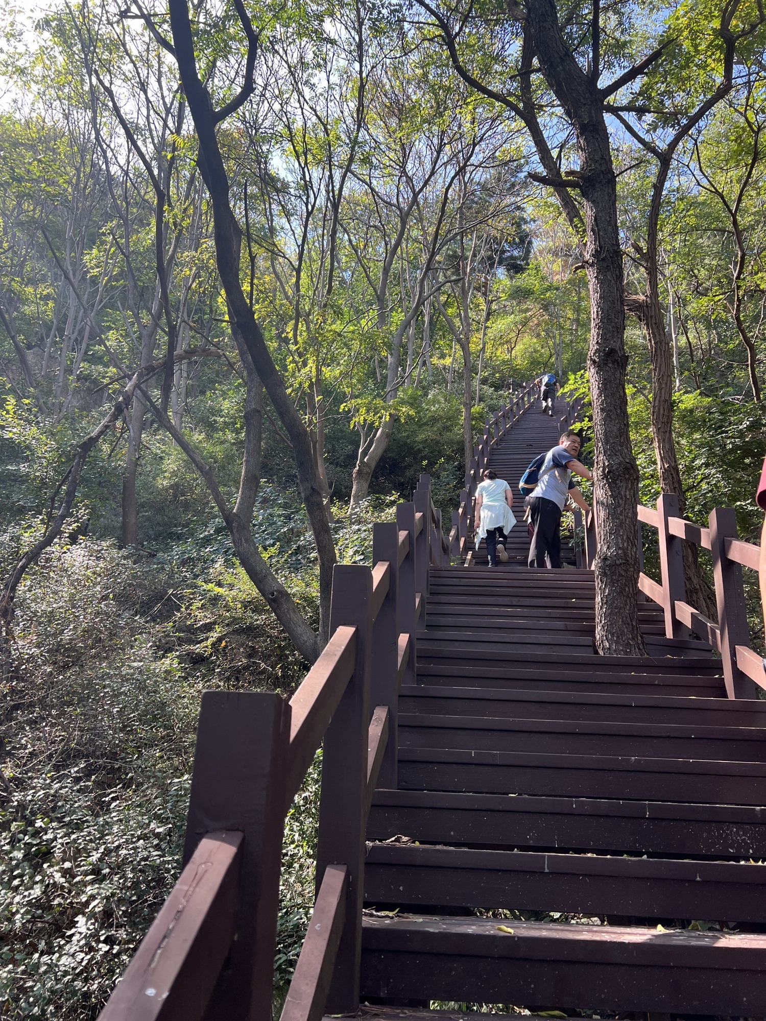 朱雀山森林公园旅行图片 2