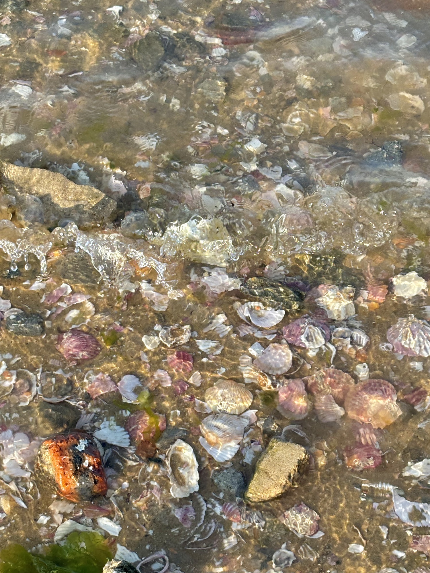 粉色沙滩旅行图片 1