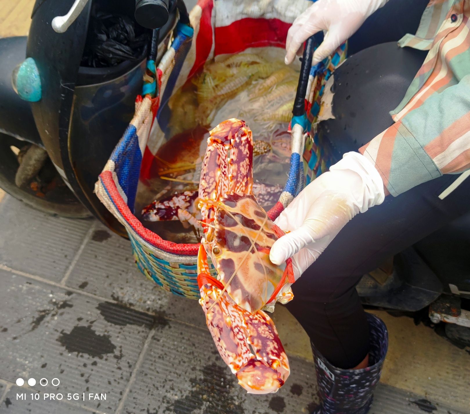 红帆步行街公园旅行图片 3