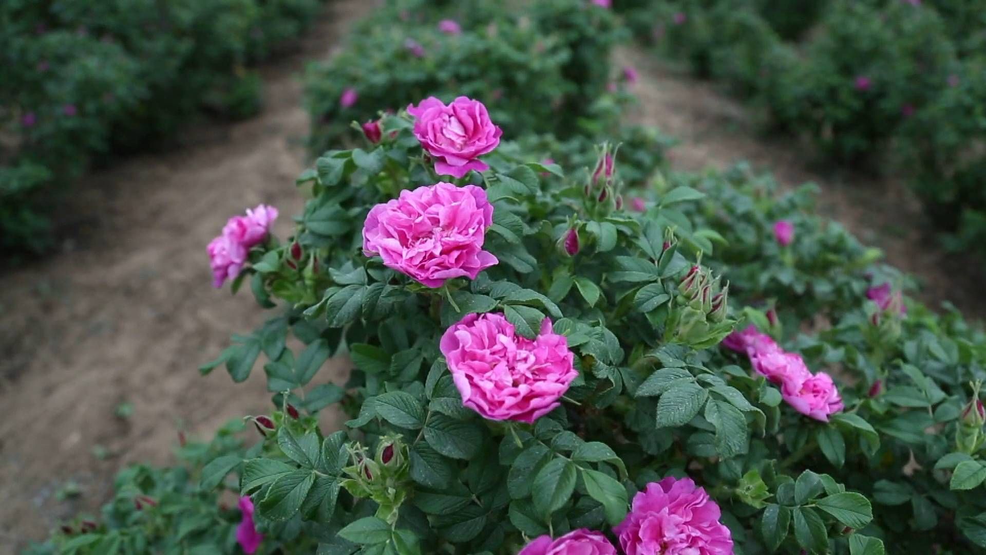 天蒙药谷旅行图片 1