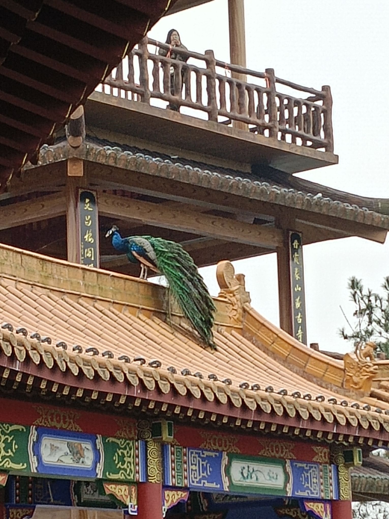 太平山景区旅行图片 3