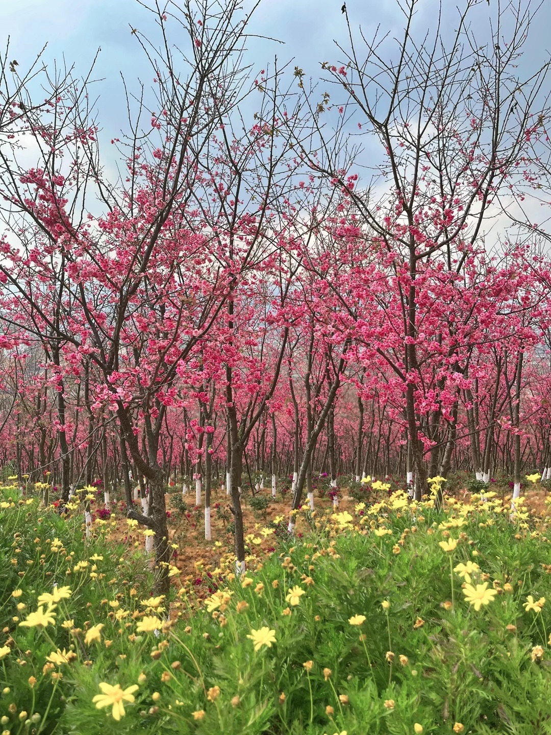 东山森林公园