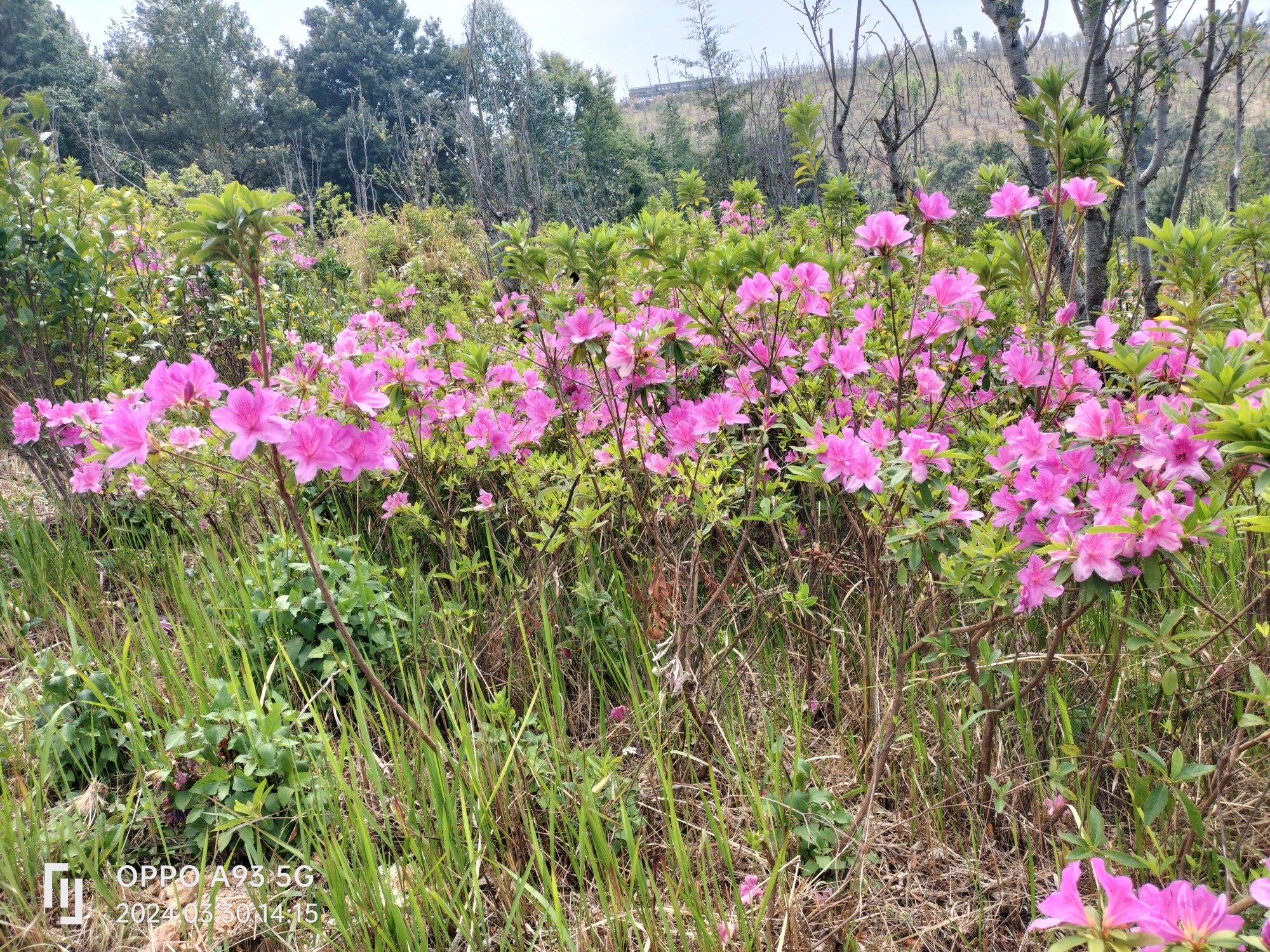 东山森林公园