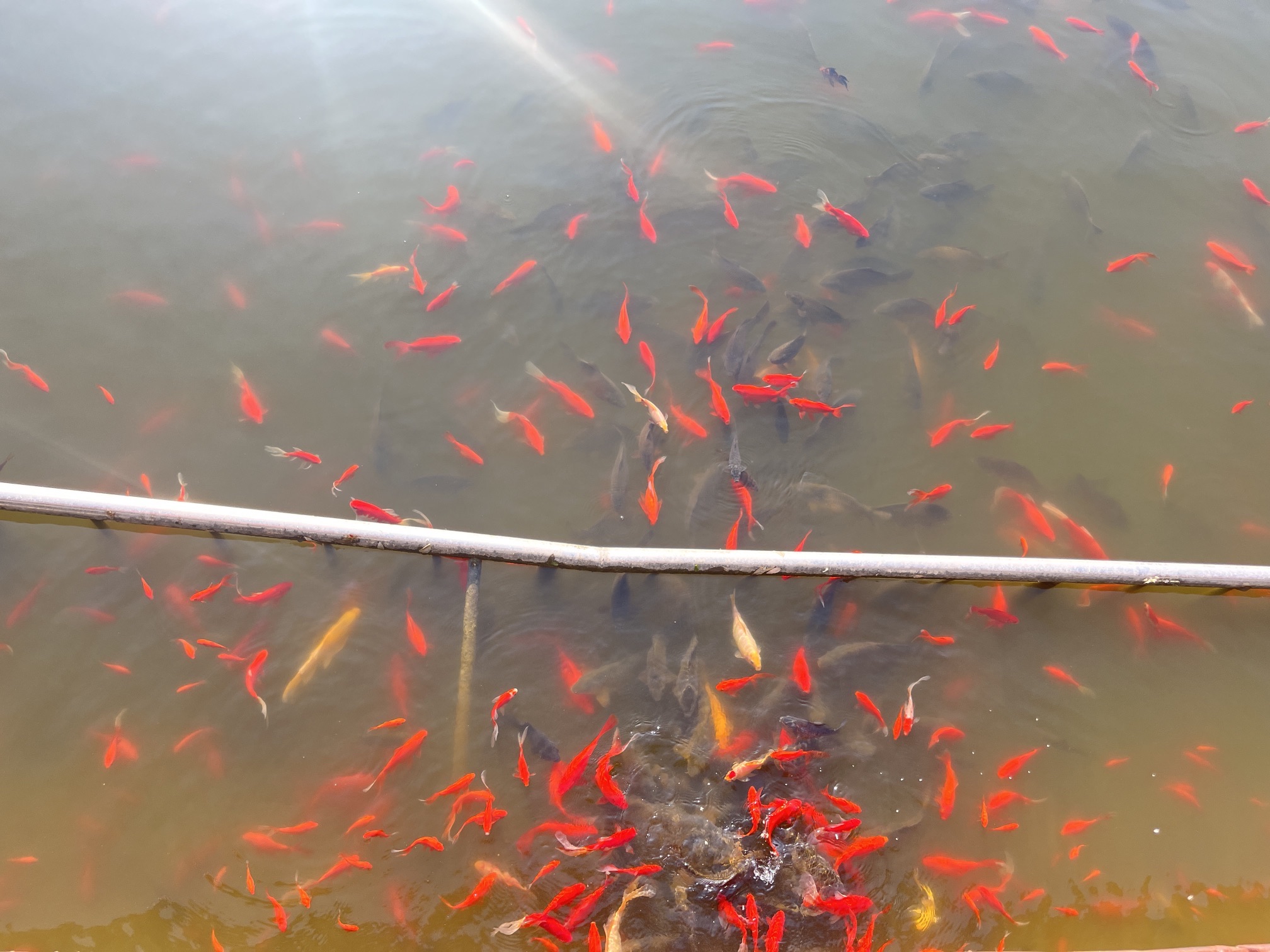 花山公园旅行图片 1
