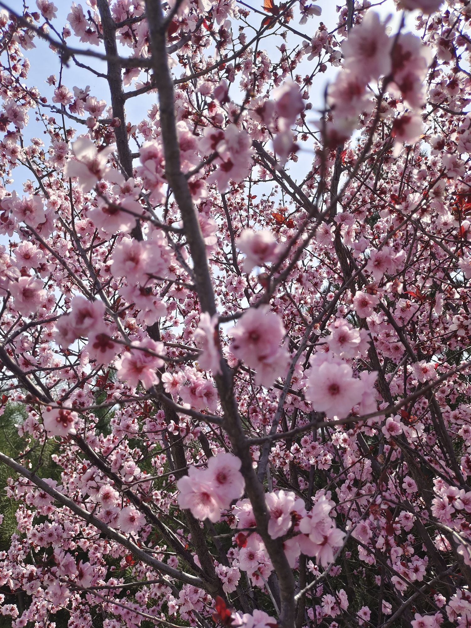 花山公园旅行图片 3