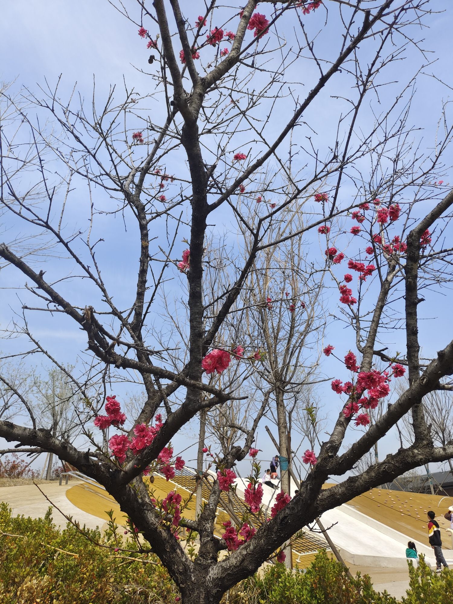 花山公园旅行图片 2