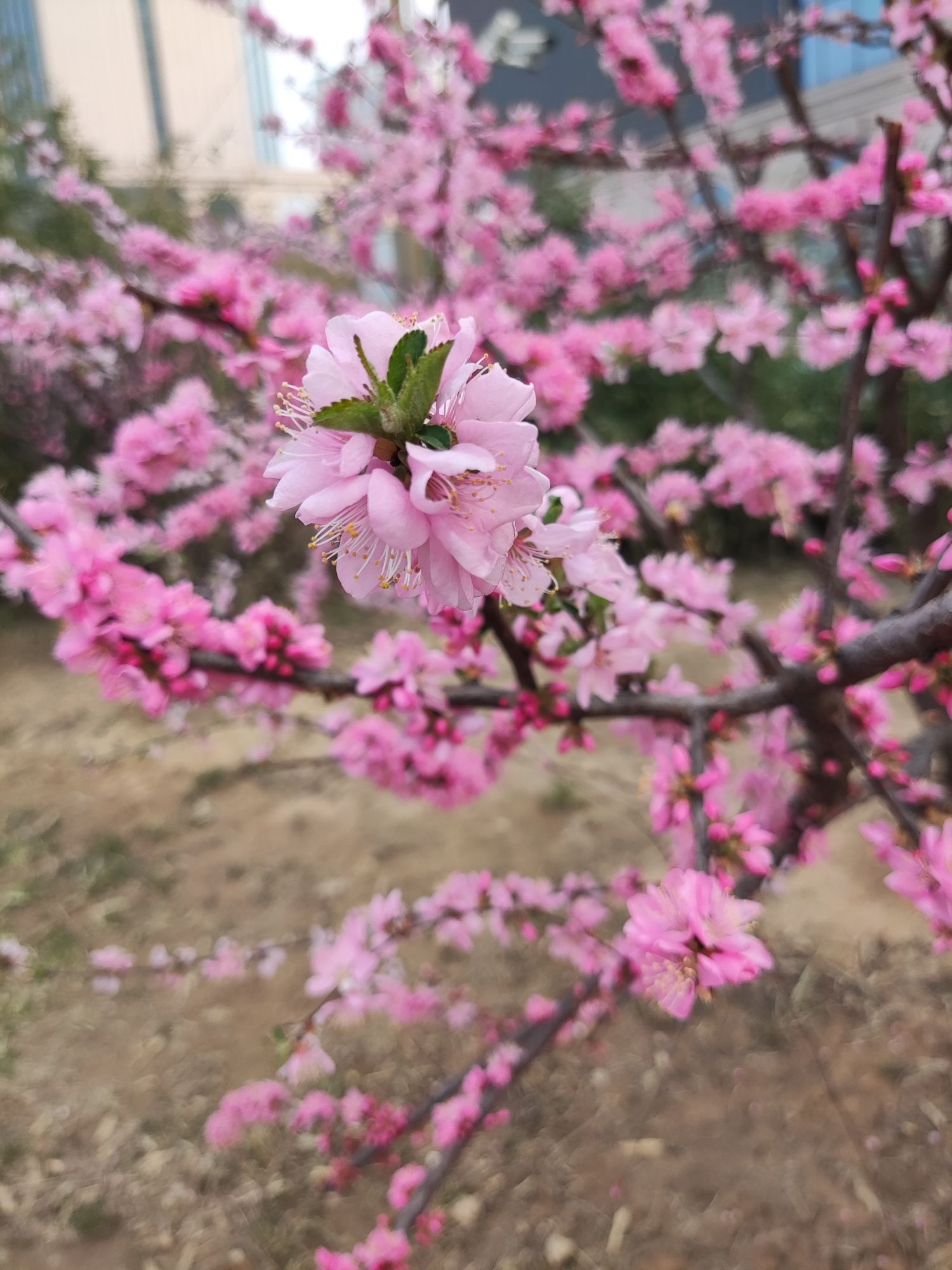 塔坛公园旅行图片 2