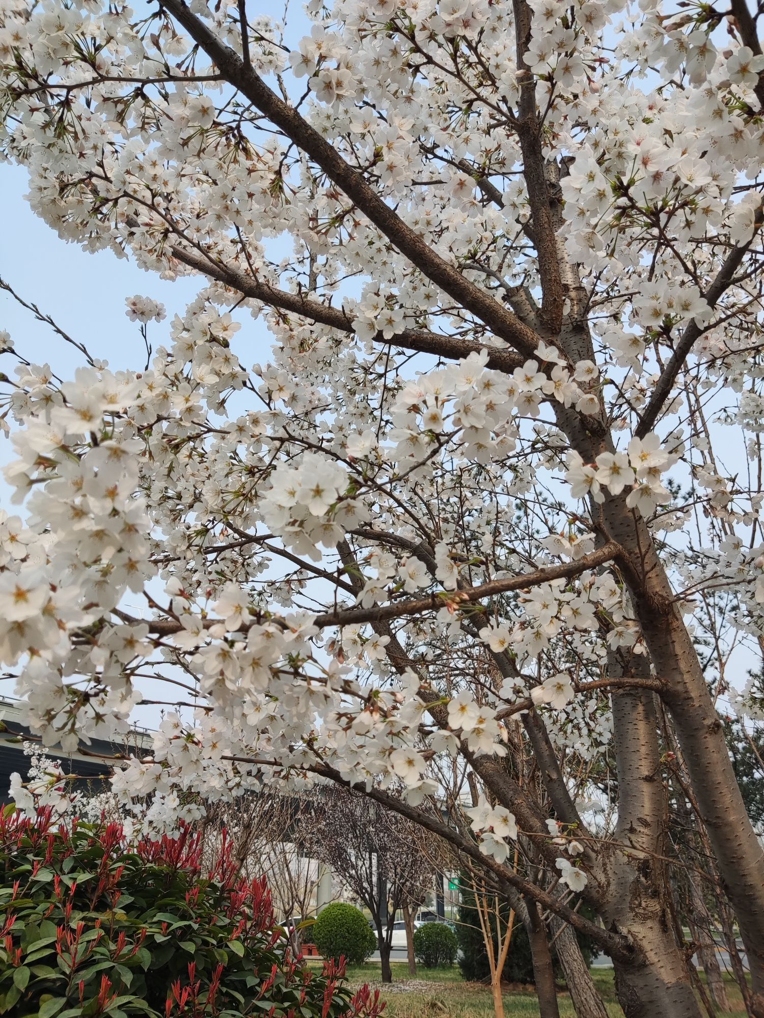 塔坛公园旅行图片 3