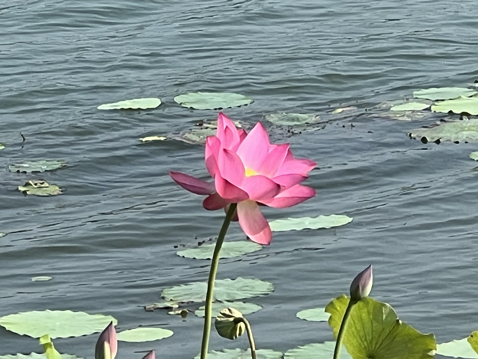 卧虎山公园旅行图片 3