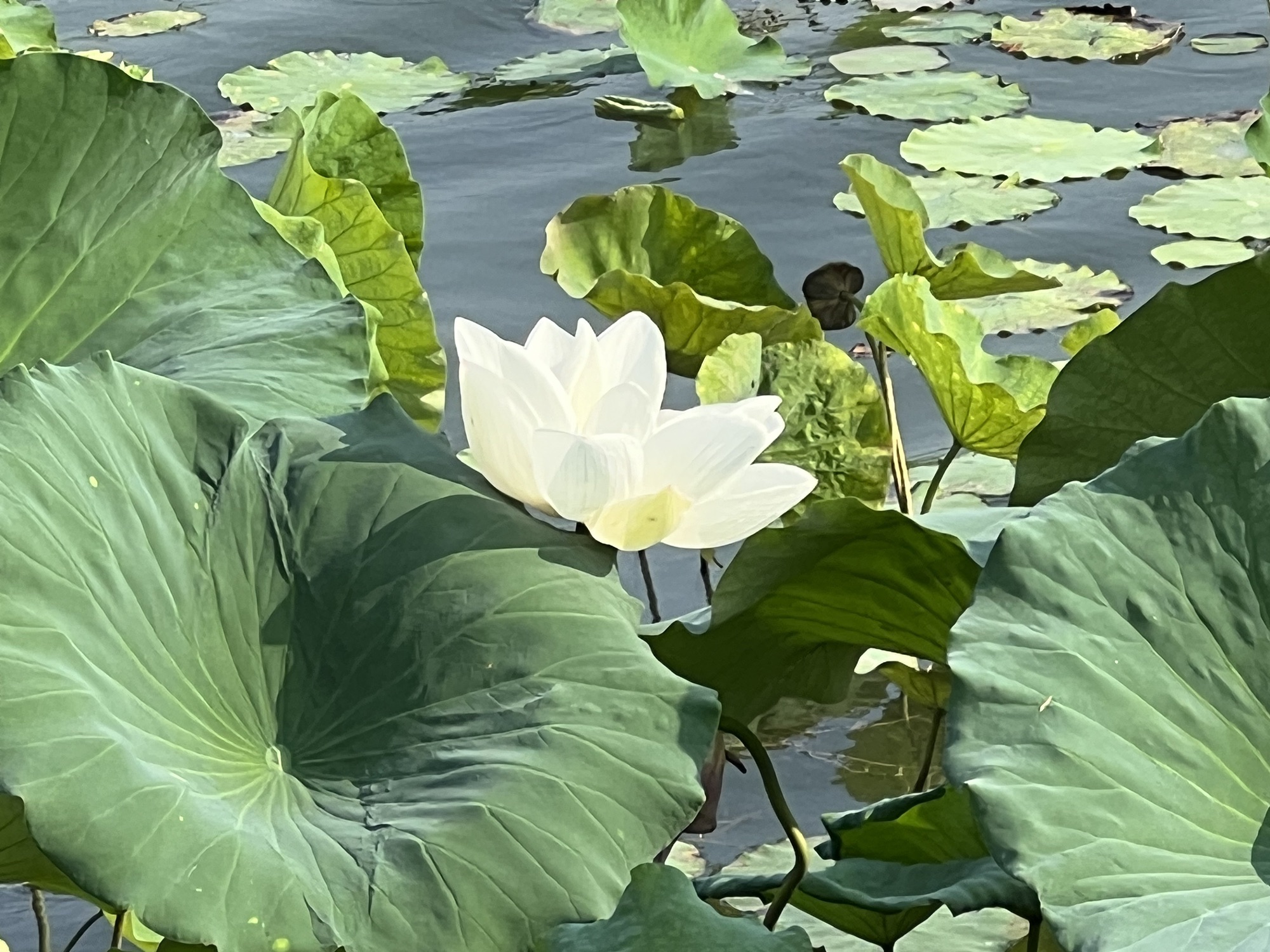 卧虎山公园旅行图片 2