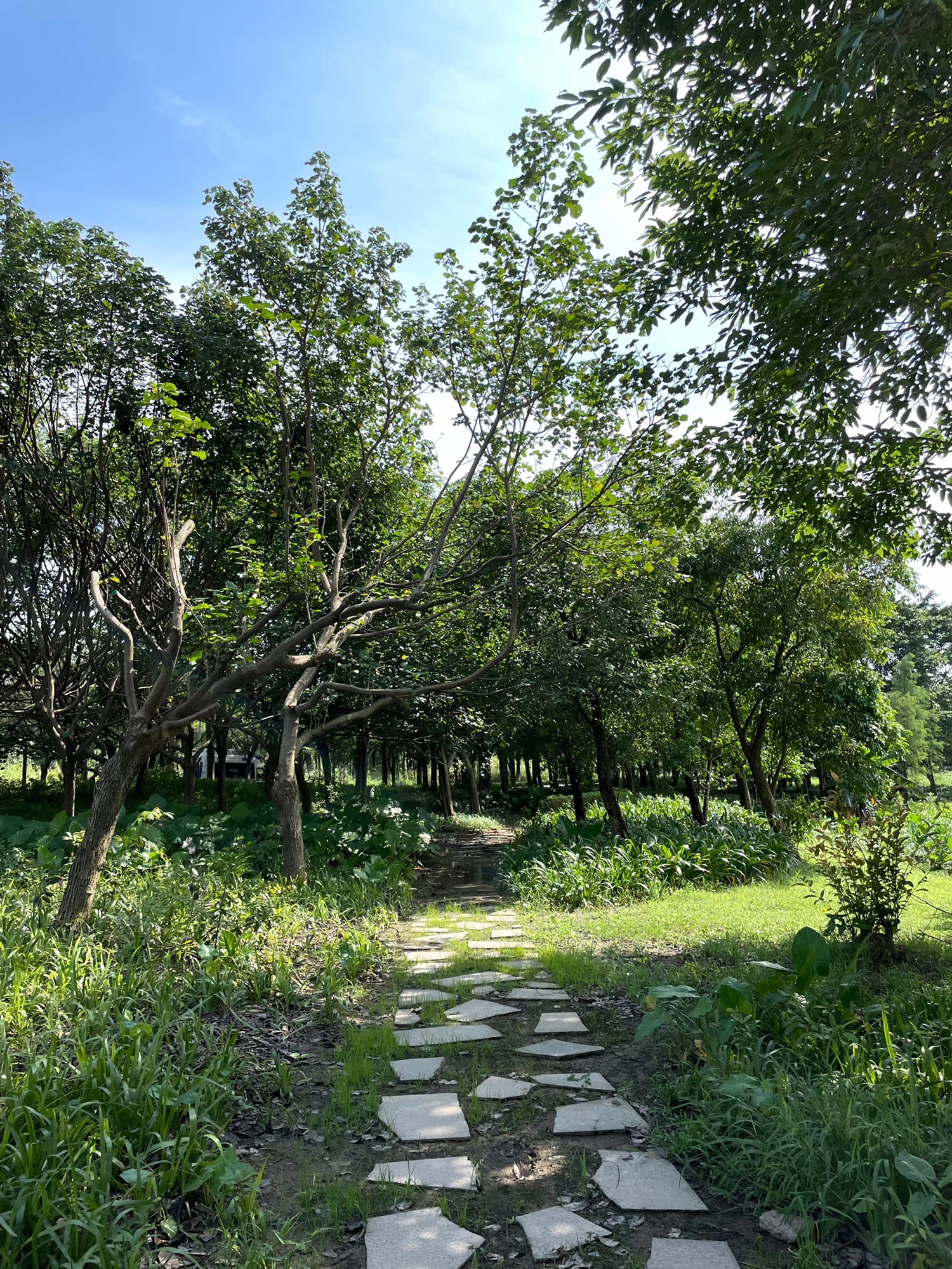 云东海国家湿地公园旅行图片 2