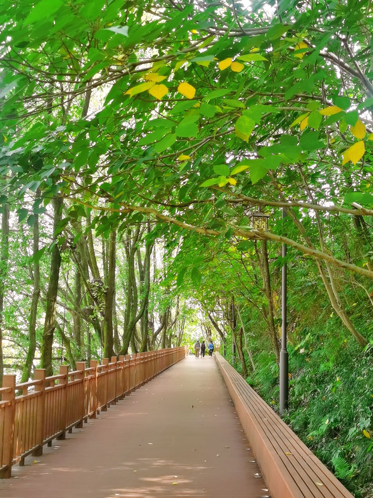 赤龙山环山绿道公园旅行图片 3