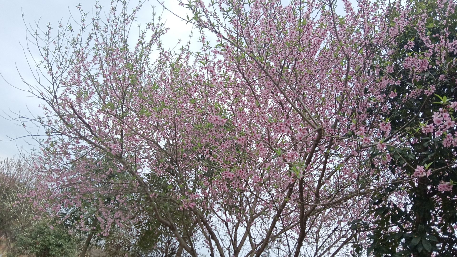 小布镇旅游风景区旅行图片 2