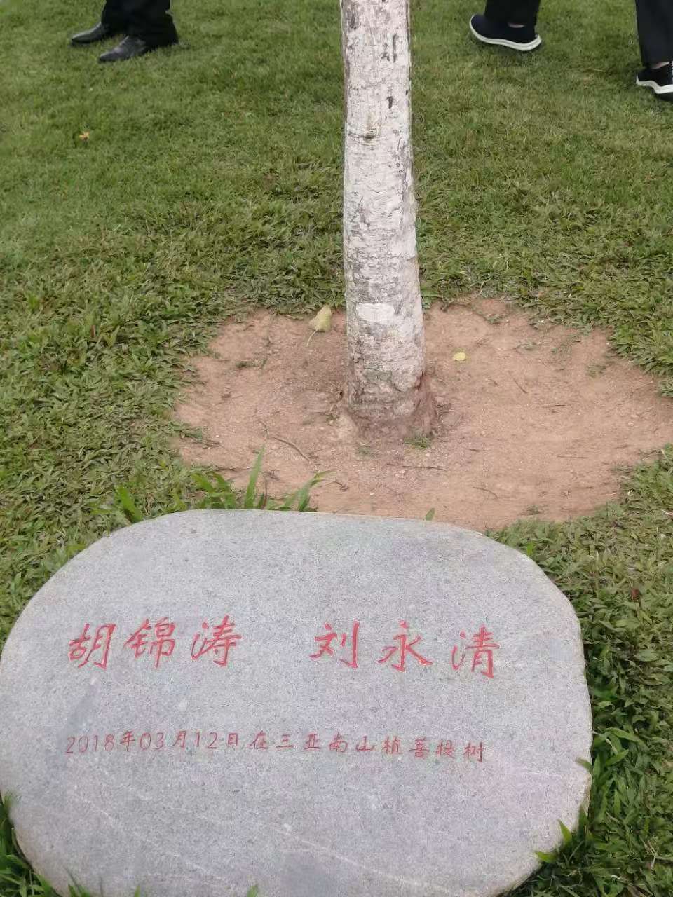 菩提树