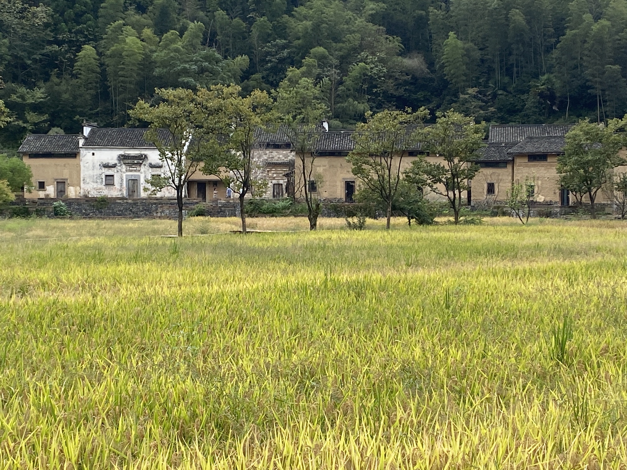 黄山自在谷旅行图片 2