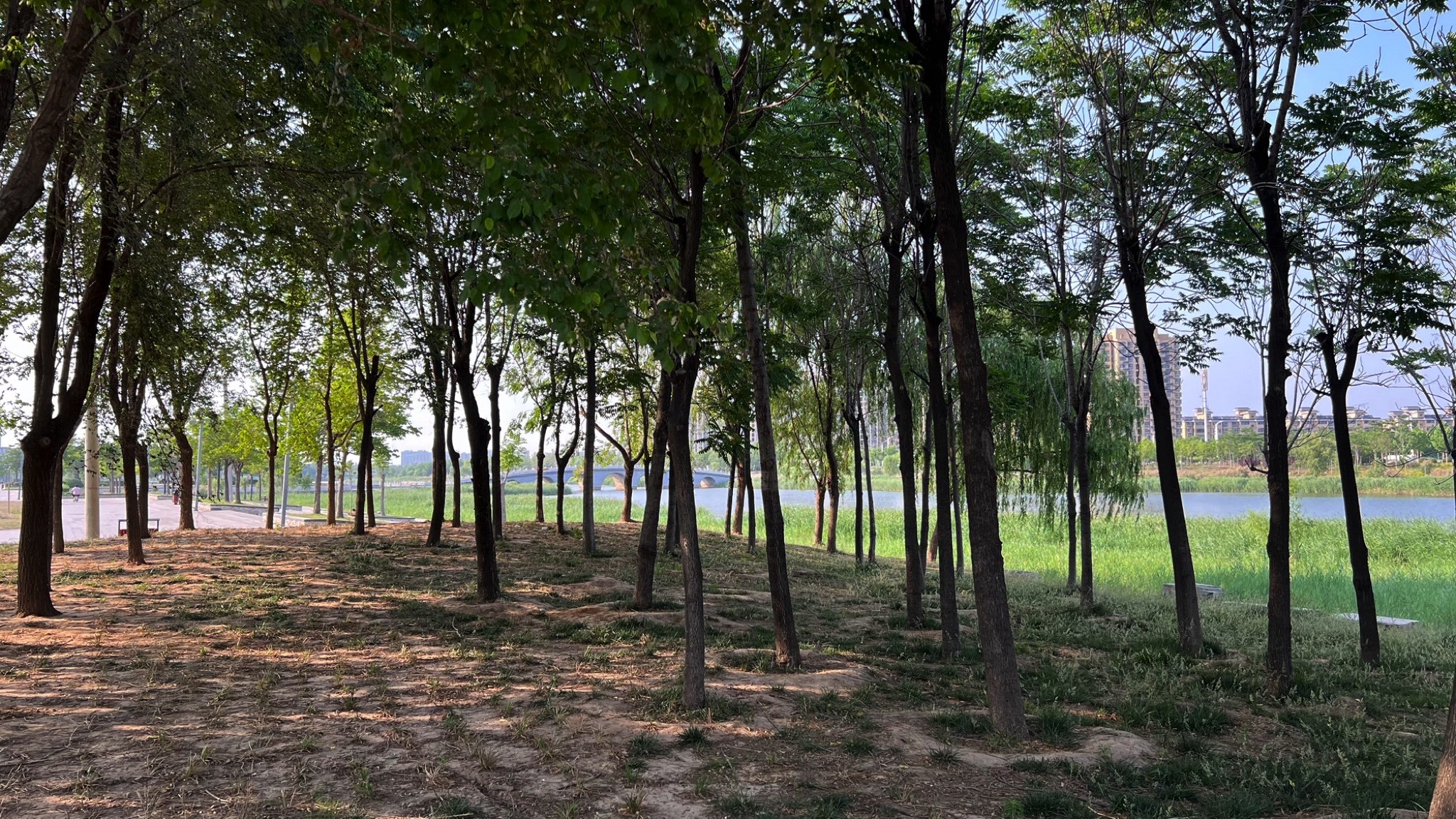 菏曹运河湿地公园旅行图片 1