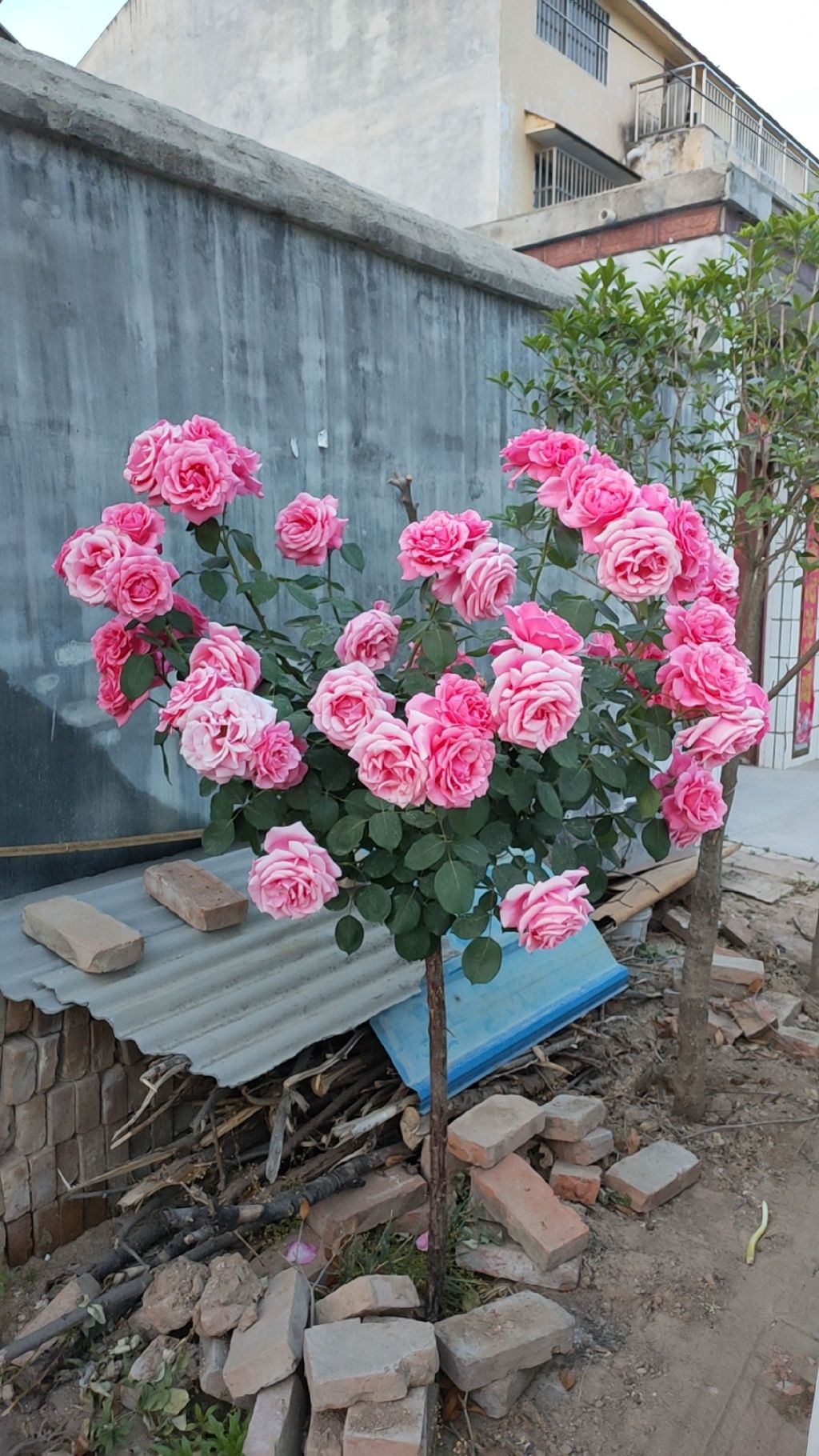 申甘林带槐花节广场旅行图片 1