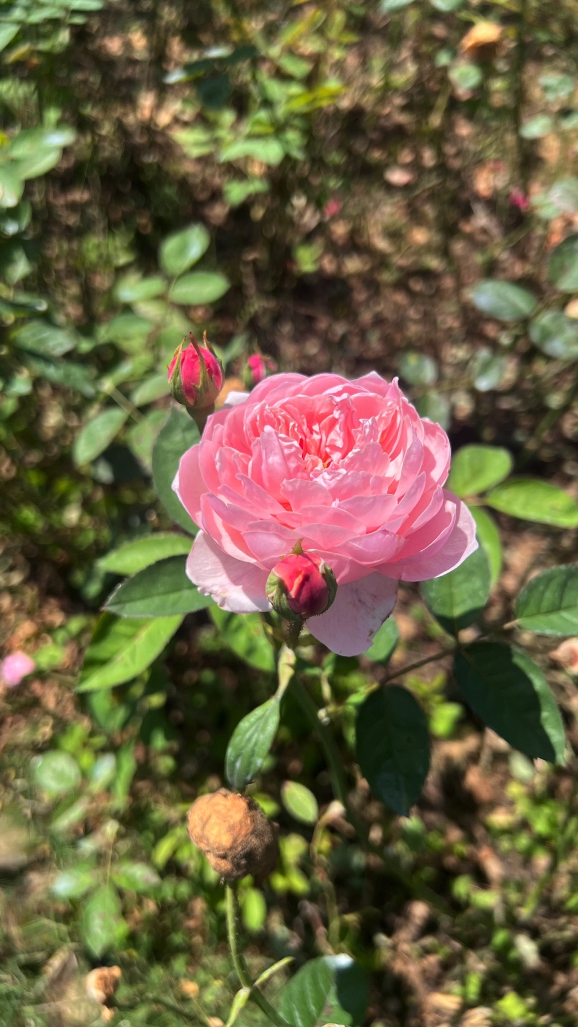 醉美平溪旅行图片 1
