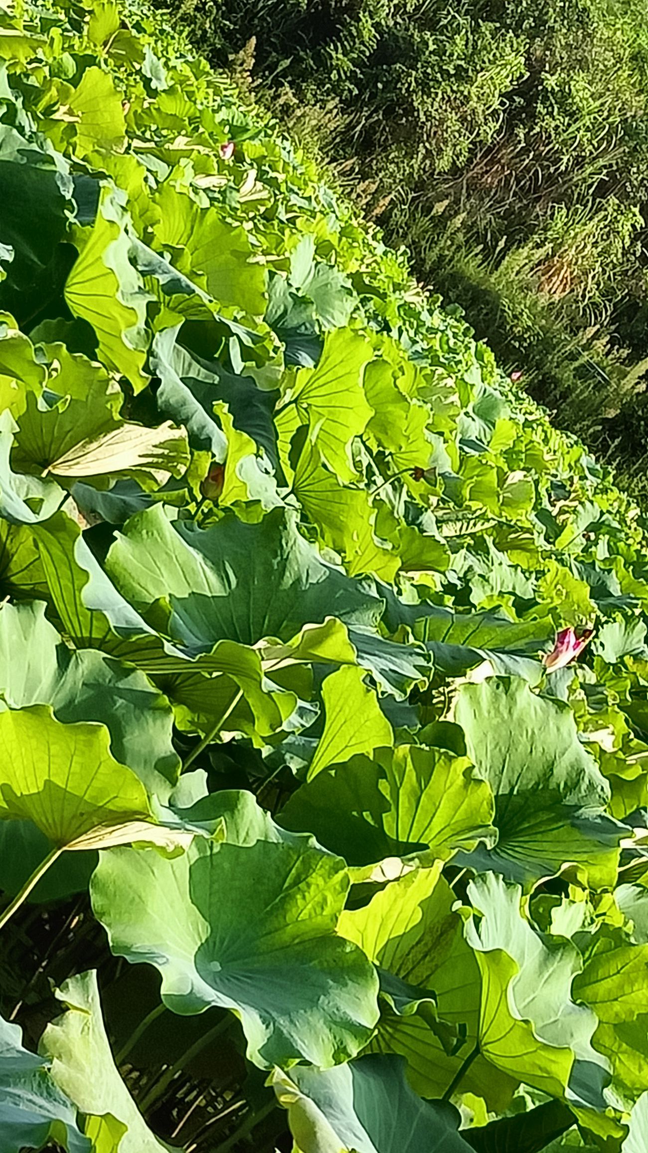莲花博览园旅行图片 3