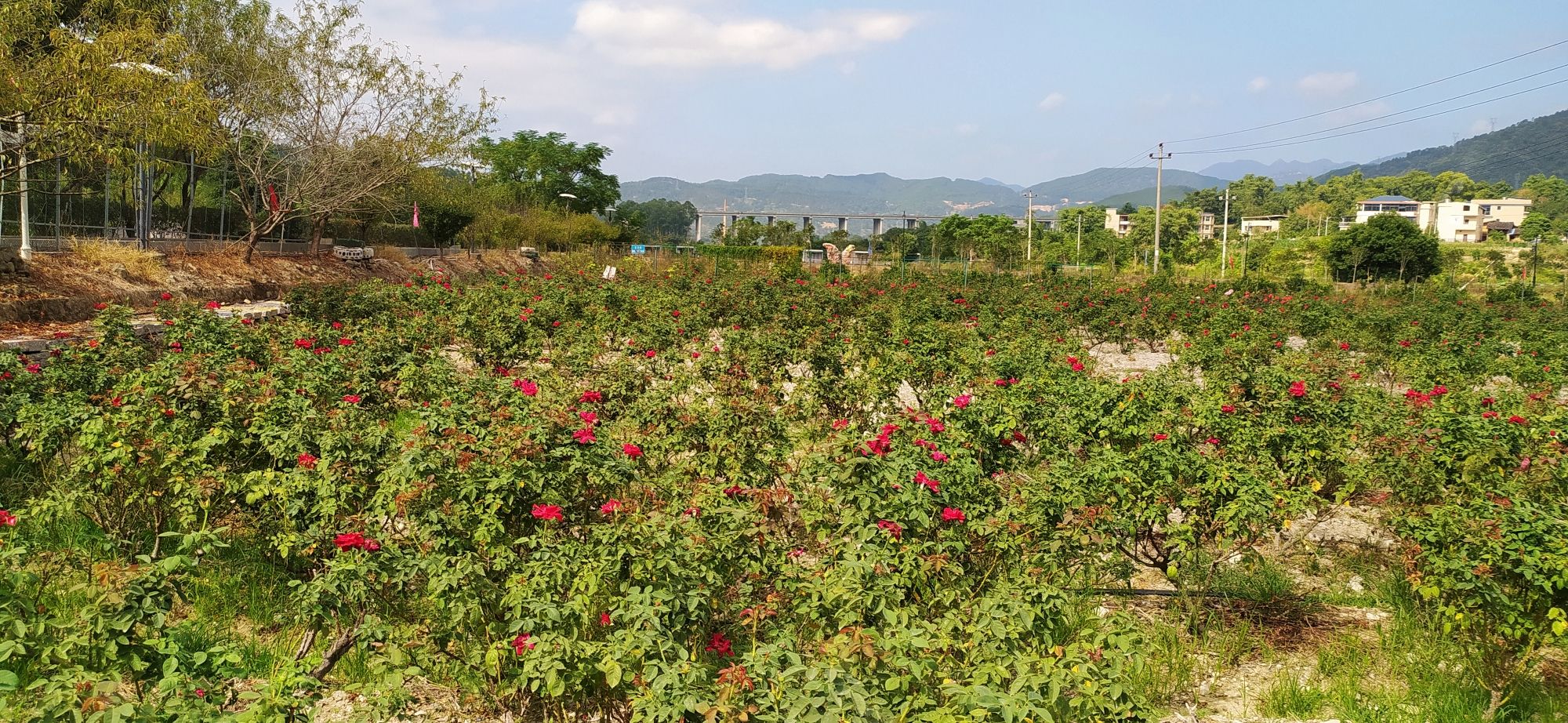 孔元花世界花海旅行图片 1
