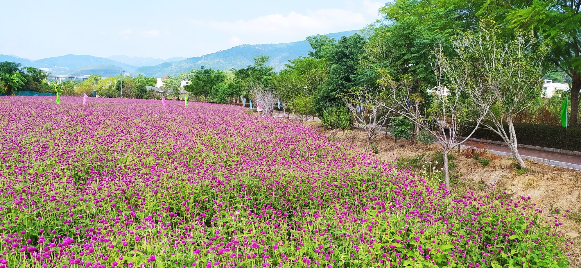 孔元花世界花海旅行图片 3