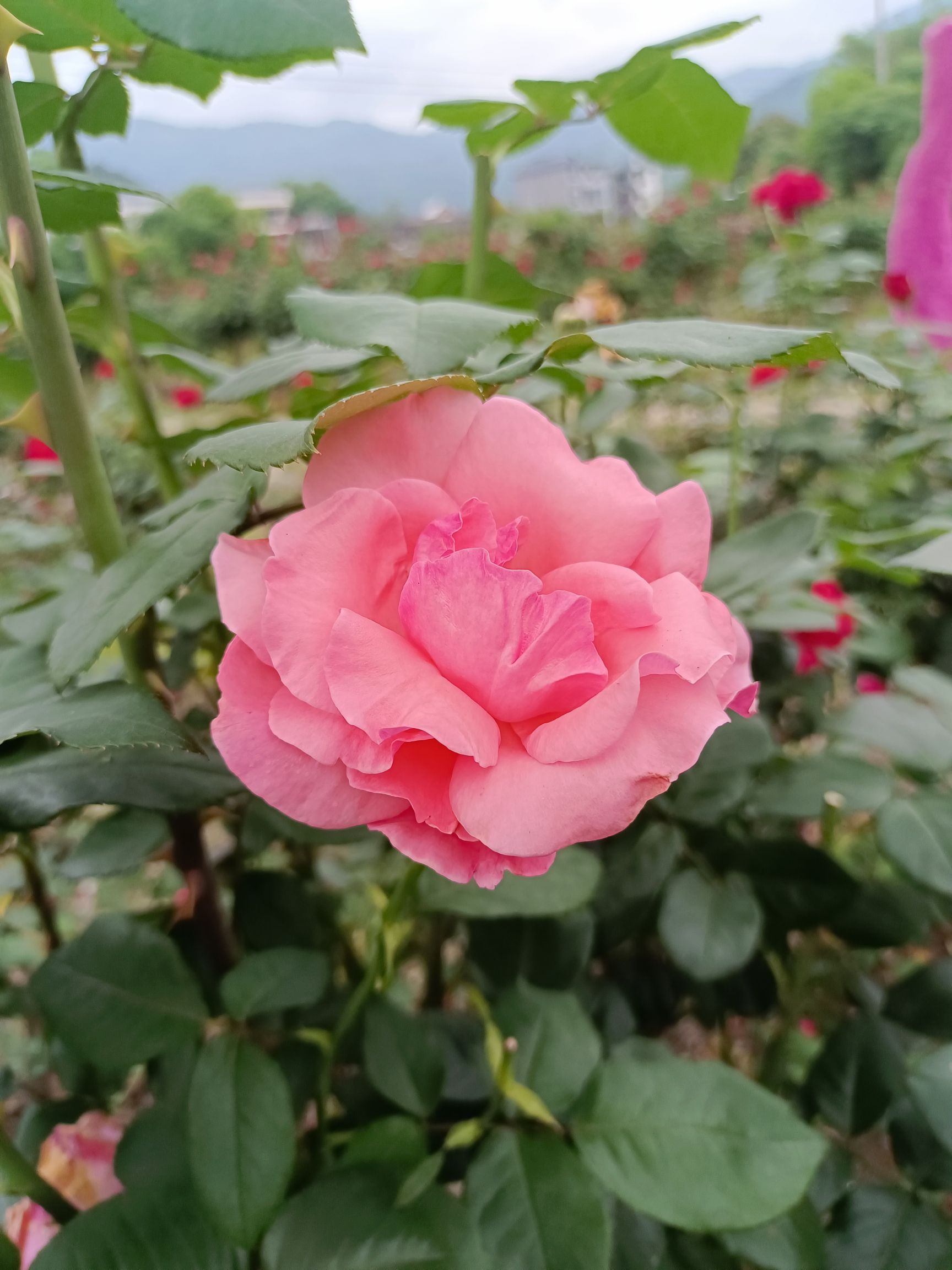 孔元花世界花海旅行图片 3