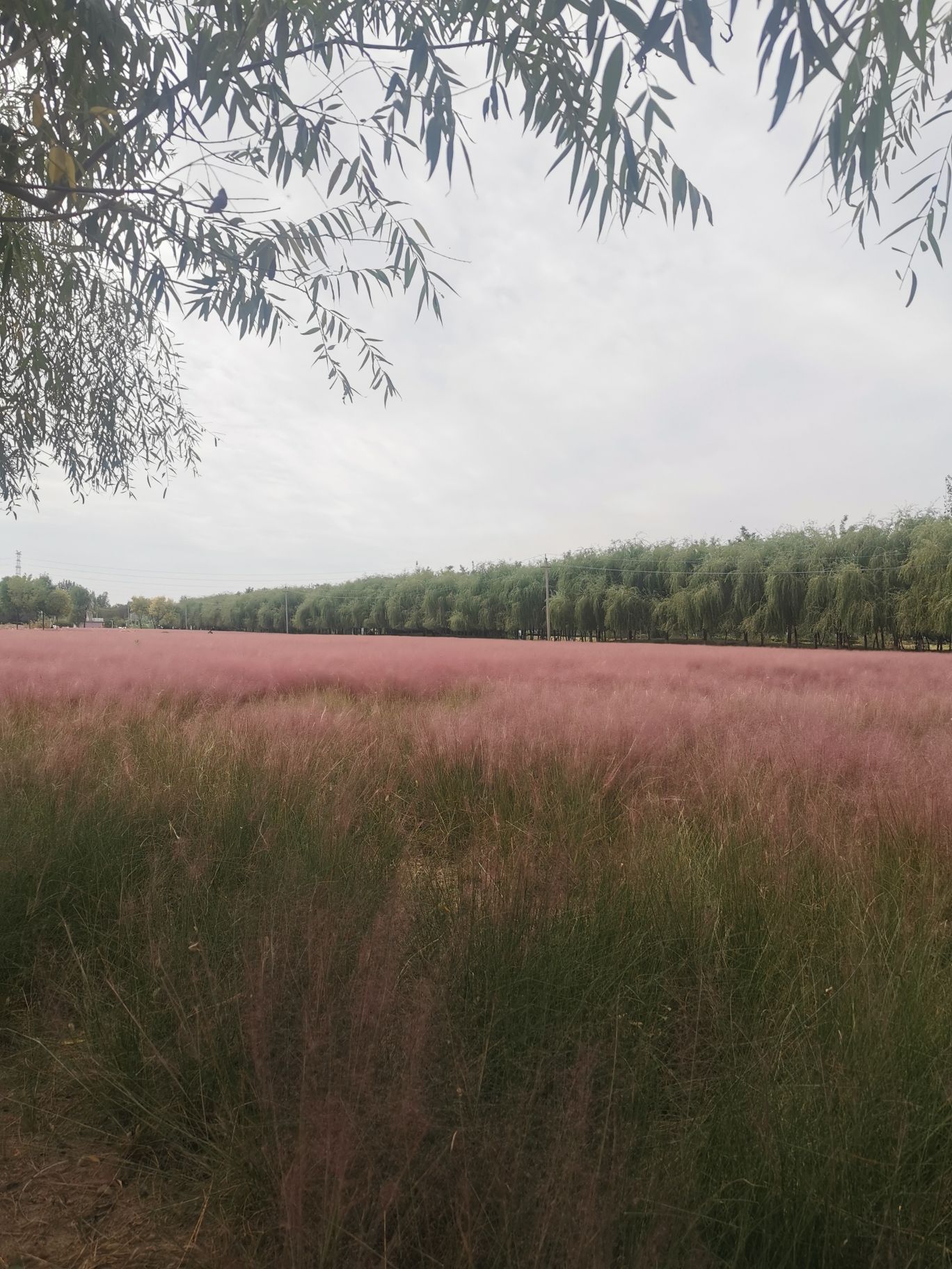 郊野公园旅行图片 3
