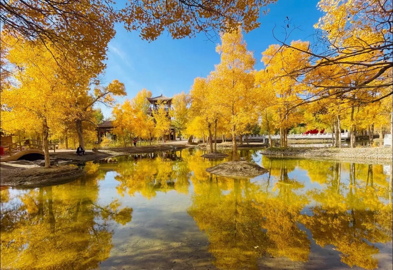 蛮会胡杨林旅行图片 2