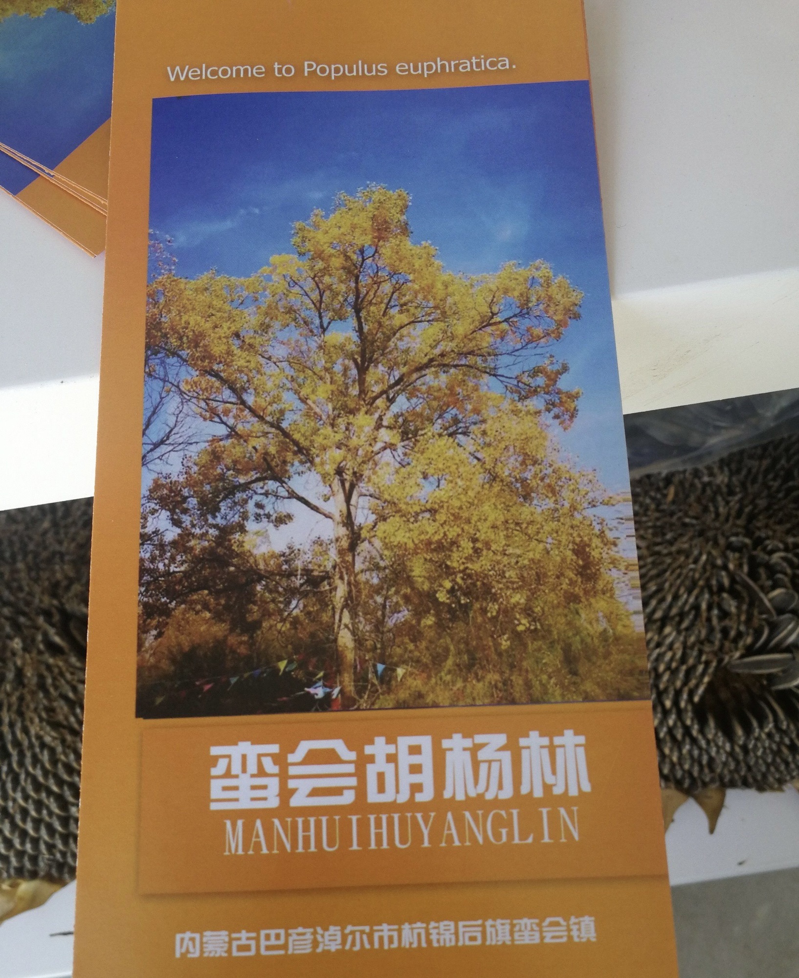 蛮会胡杨林旅行图片 1