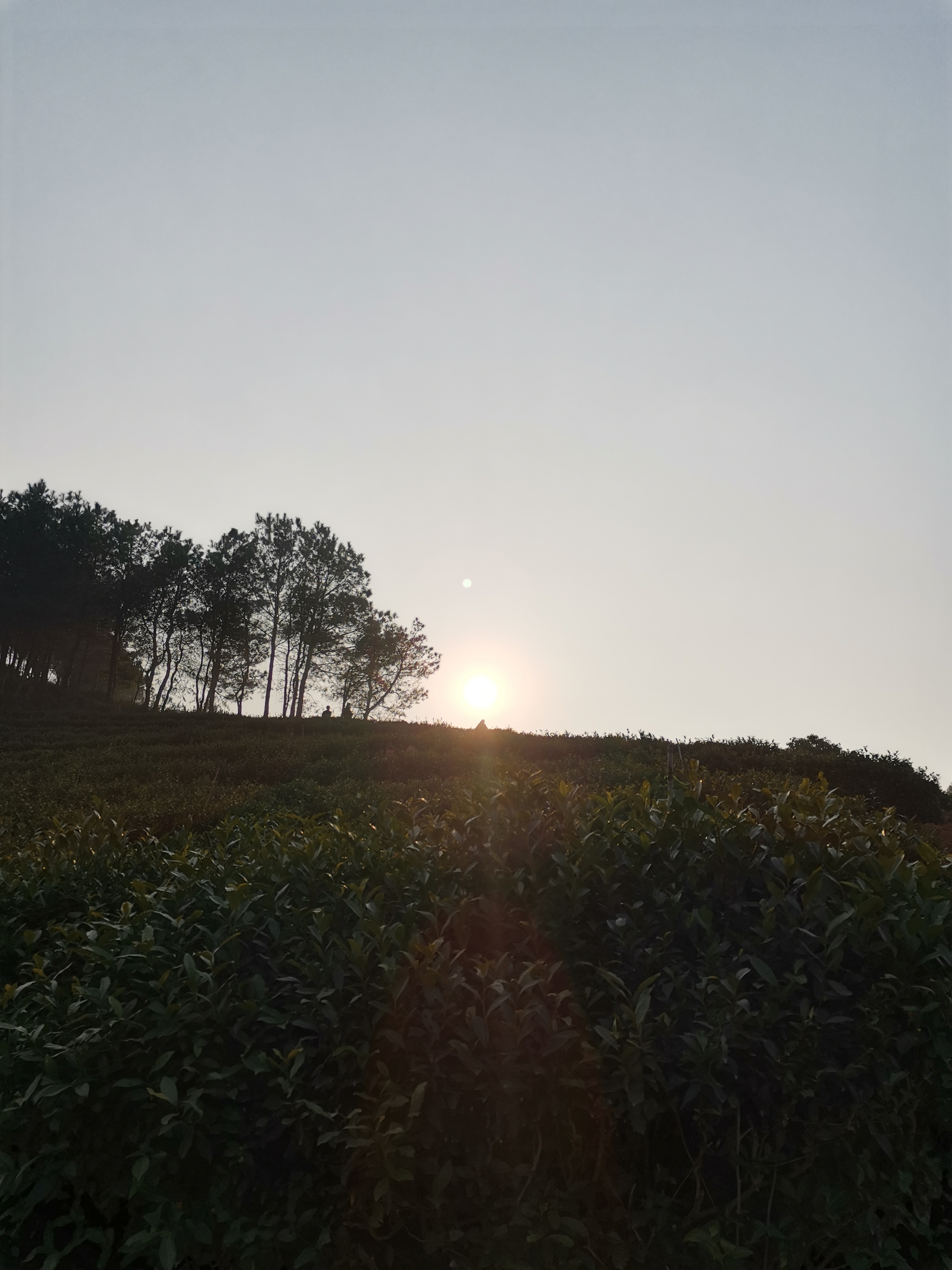 大苏山国家森林公园的第3张图片的图片资料
