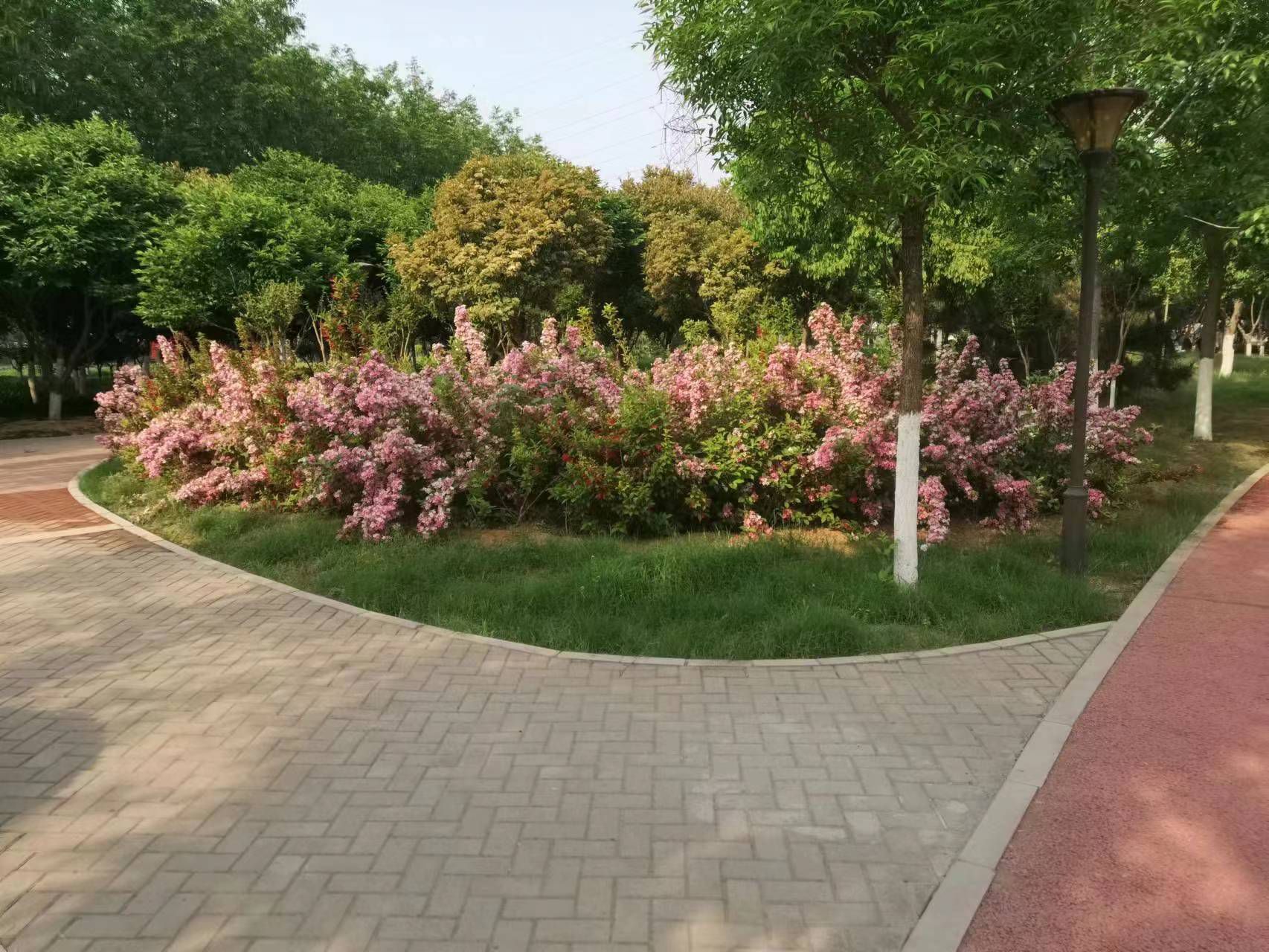 封丘县健康主题公园旅行图片 3