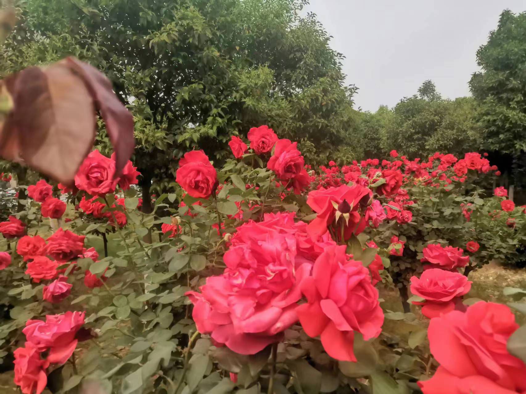 封丘县健康主题公园旅行图片 1