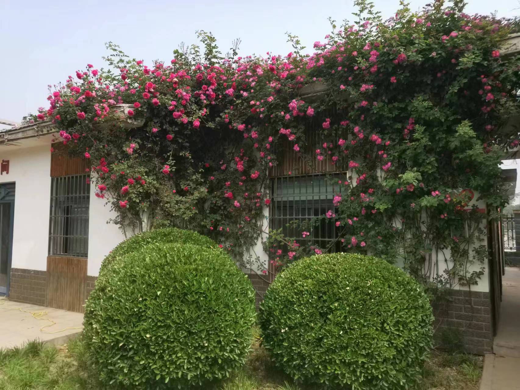 封丘县健康主题公园旅行图片 2