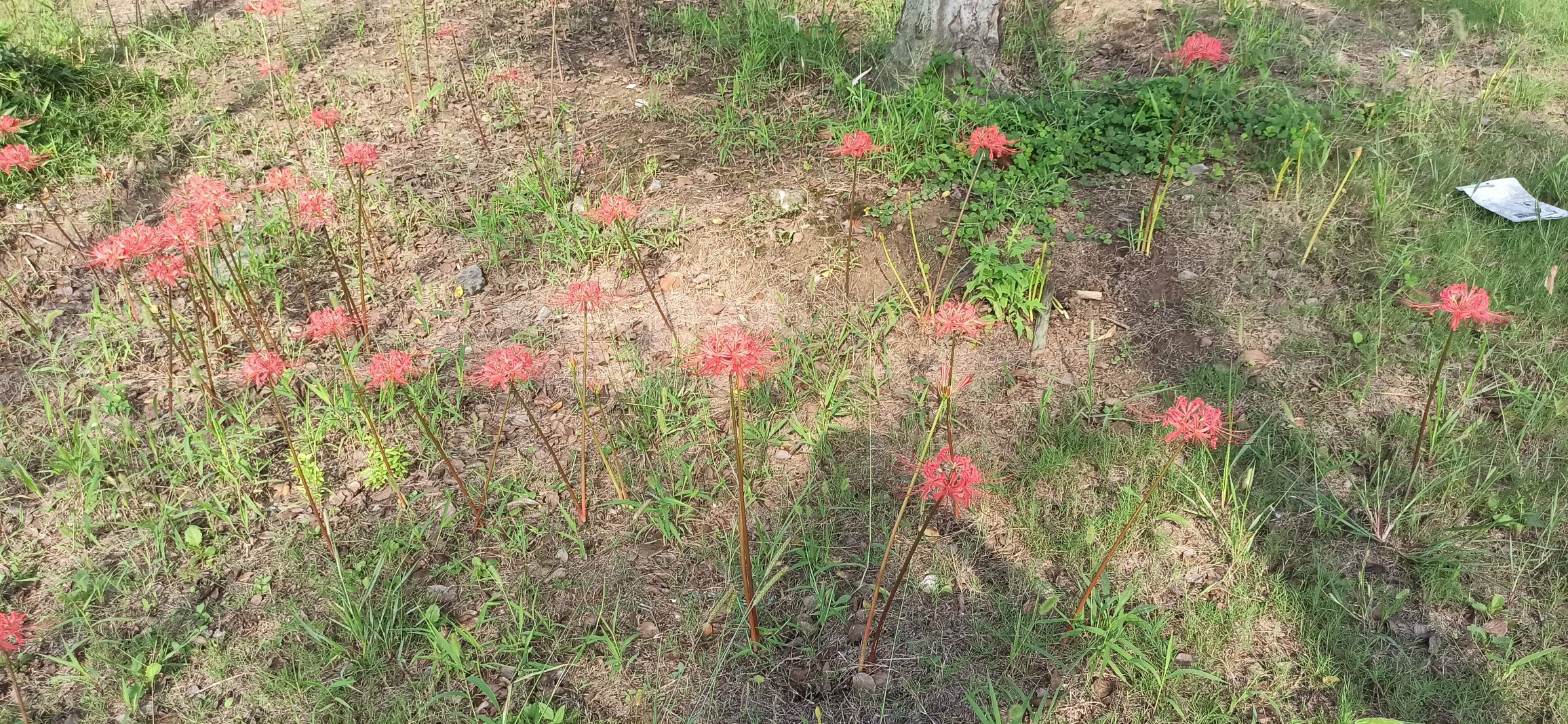 大运河生态文化园旅行图片 3