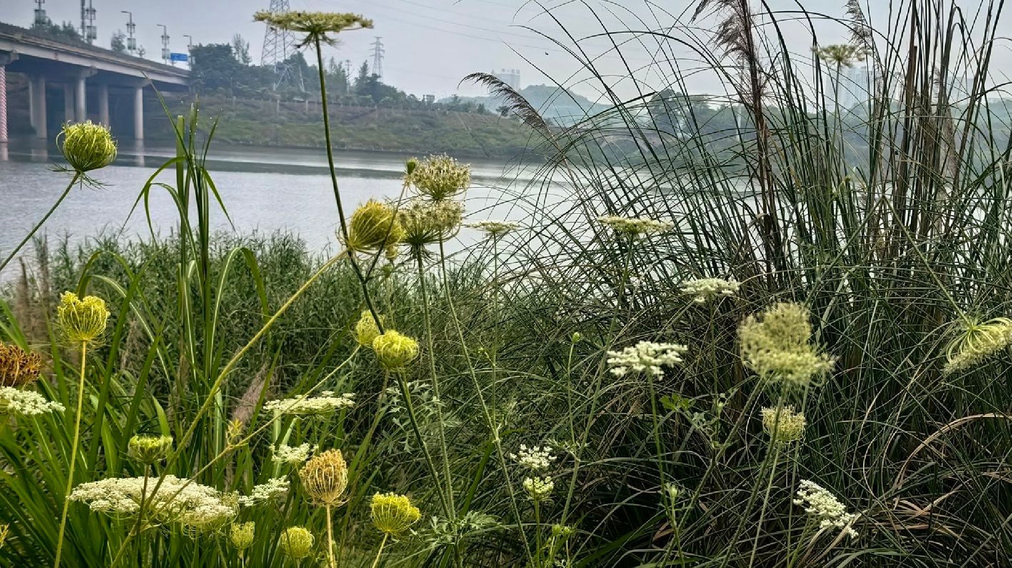 滨江湿地公园旅行图片 3