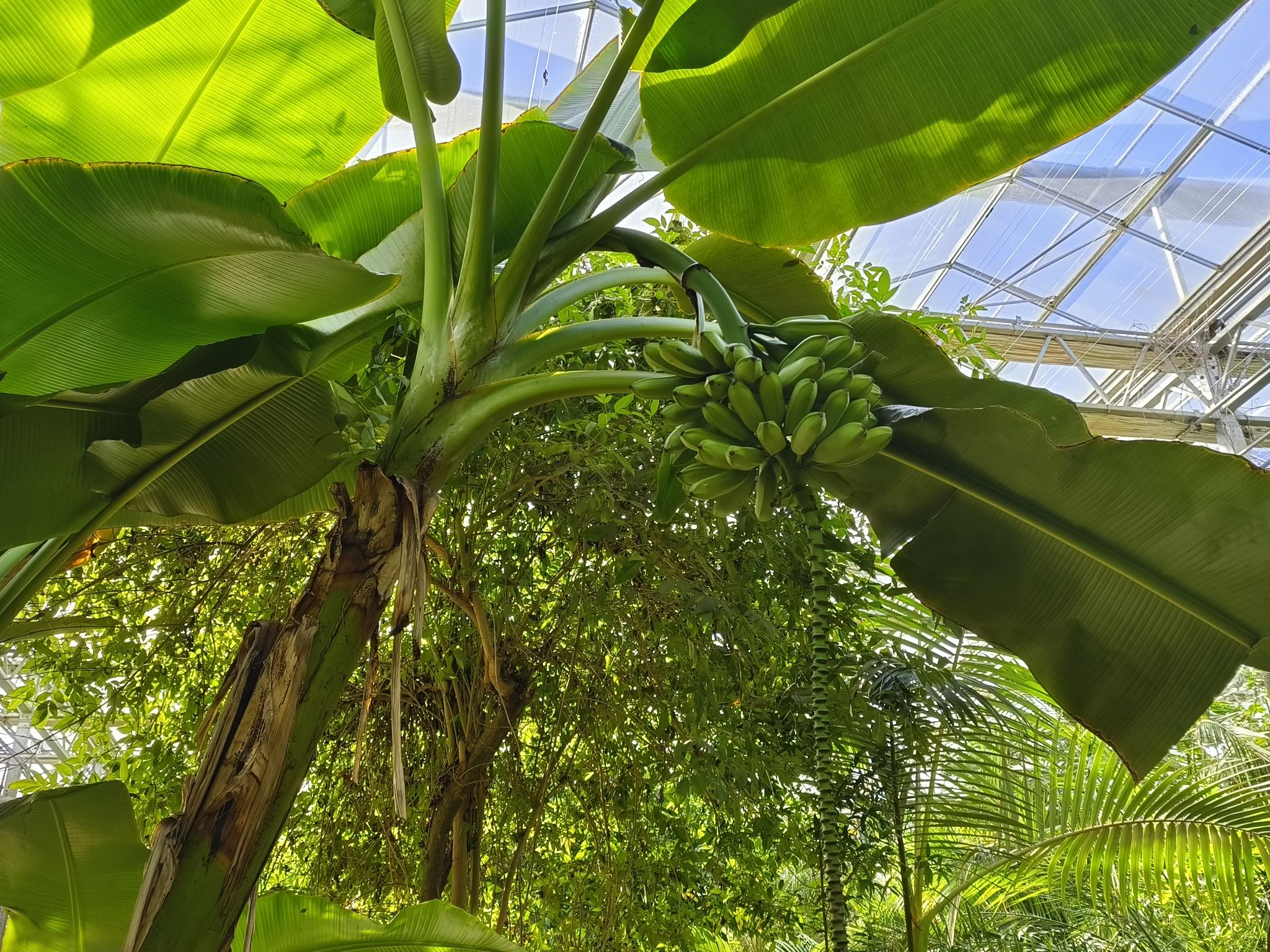 梨花小镇植物博览园旅行图片 2