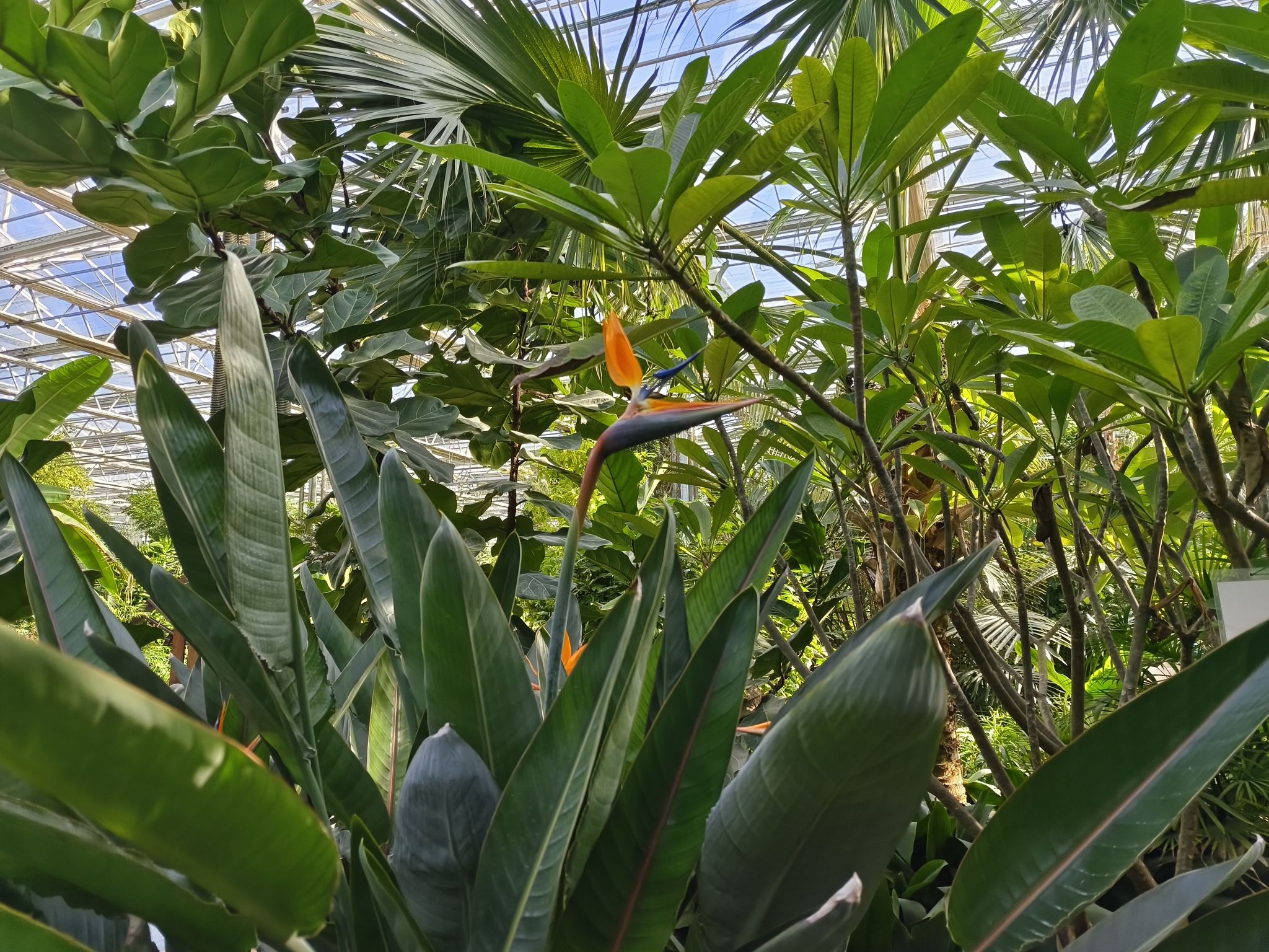 梨花小镇植物博览园旅行图片 3