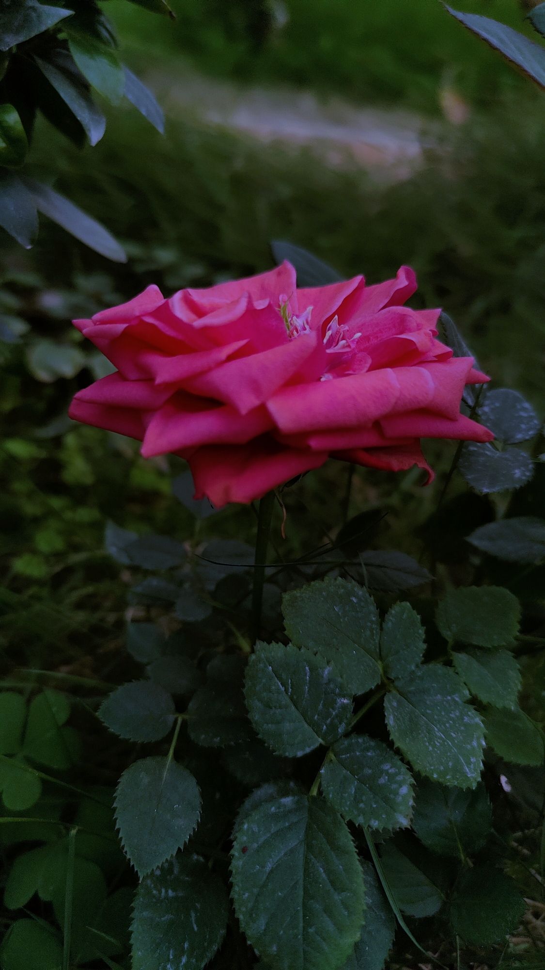 梨花小镇植物博览园旅行图片 2