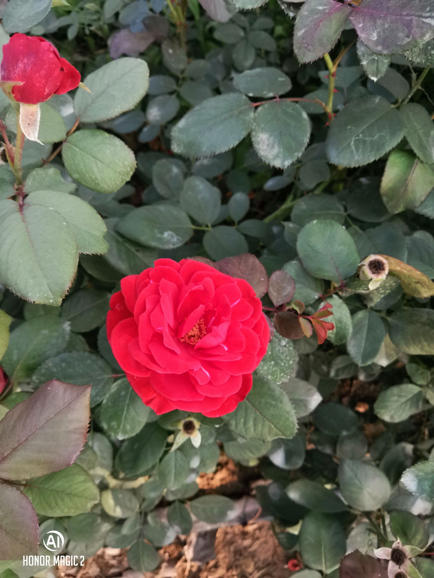 容城县花海公园旅行图片 1