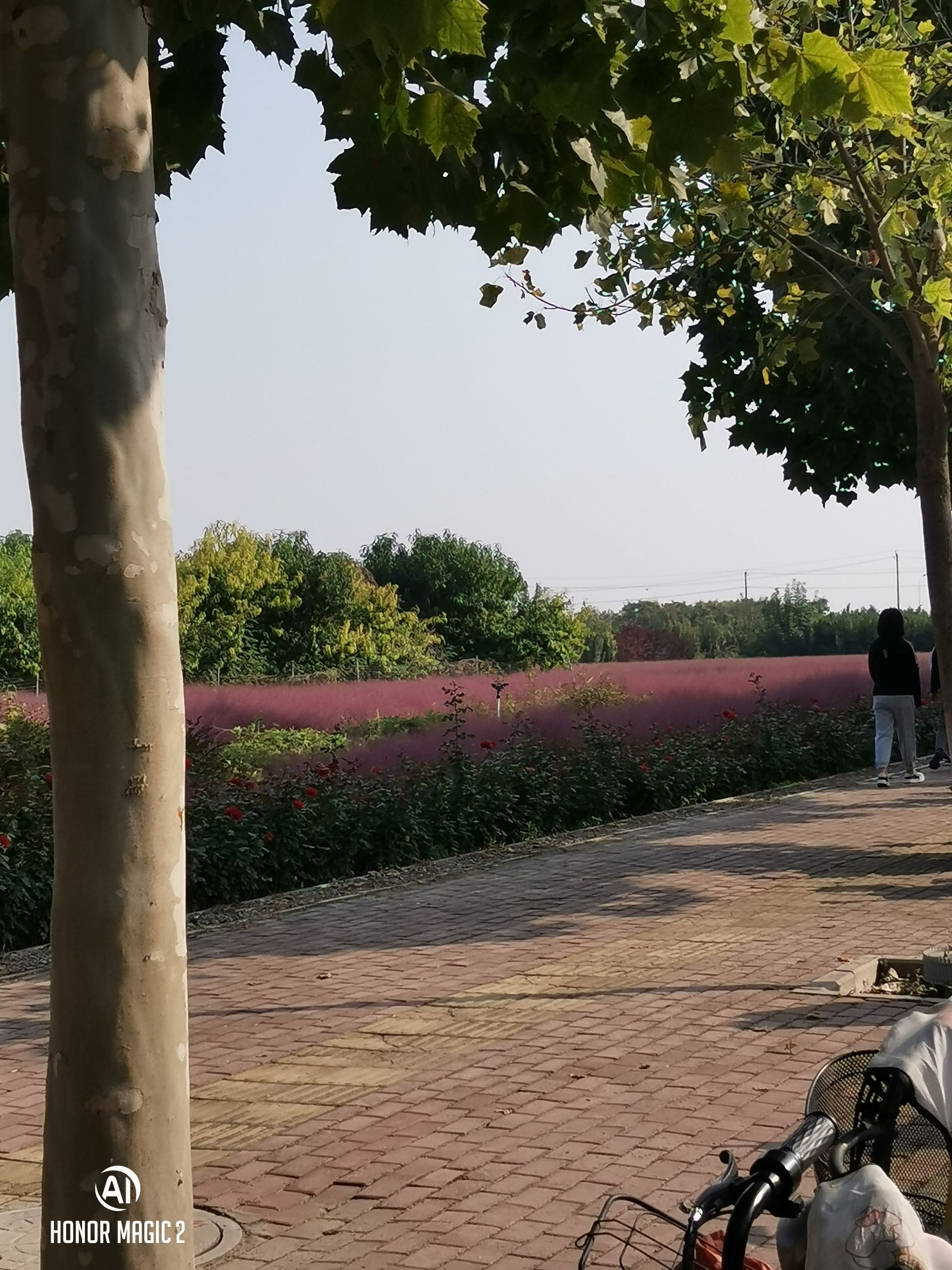 容城县花海公园旅行图片 3